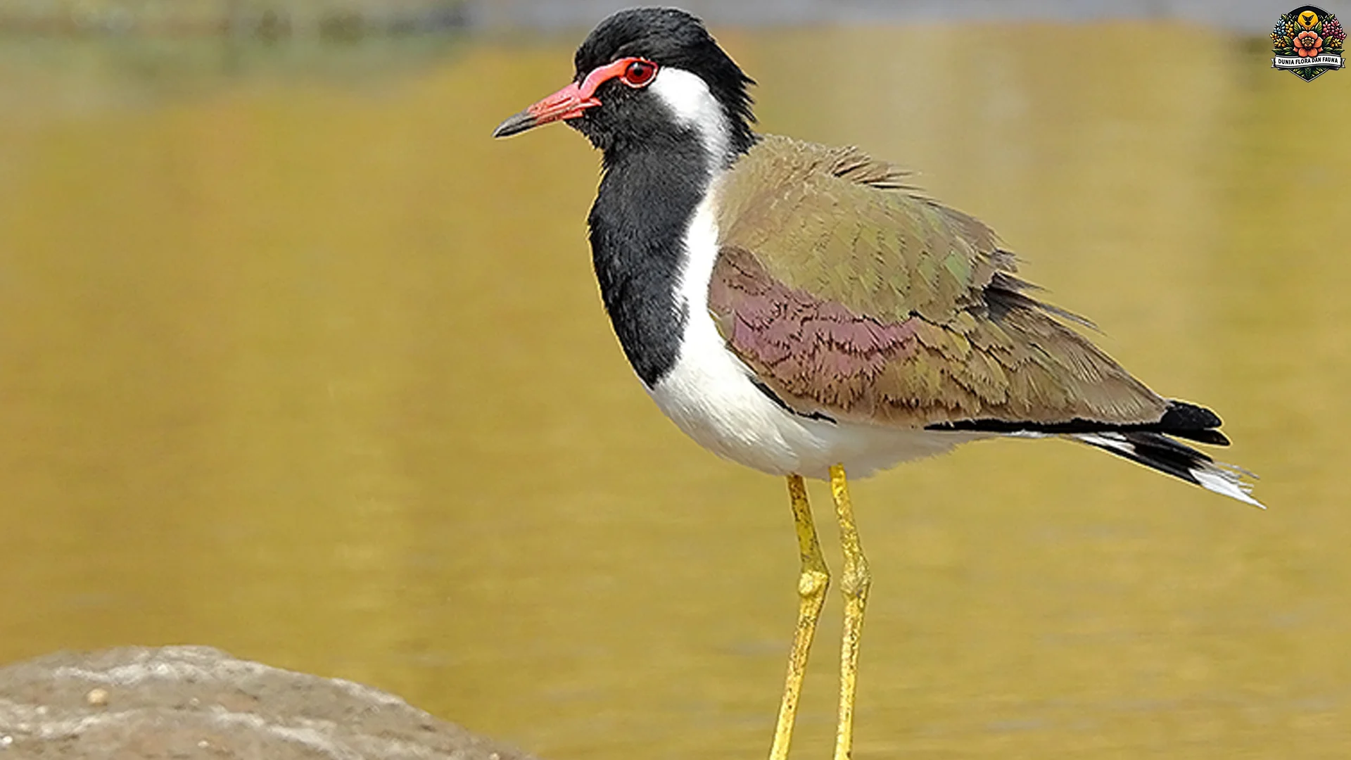 Trulek Belang Panjang 33 Cm Makin Langka di 4 Provinsi Indonesia