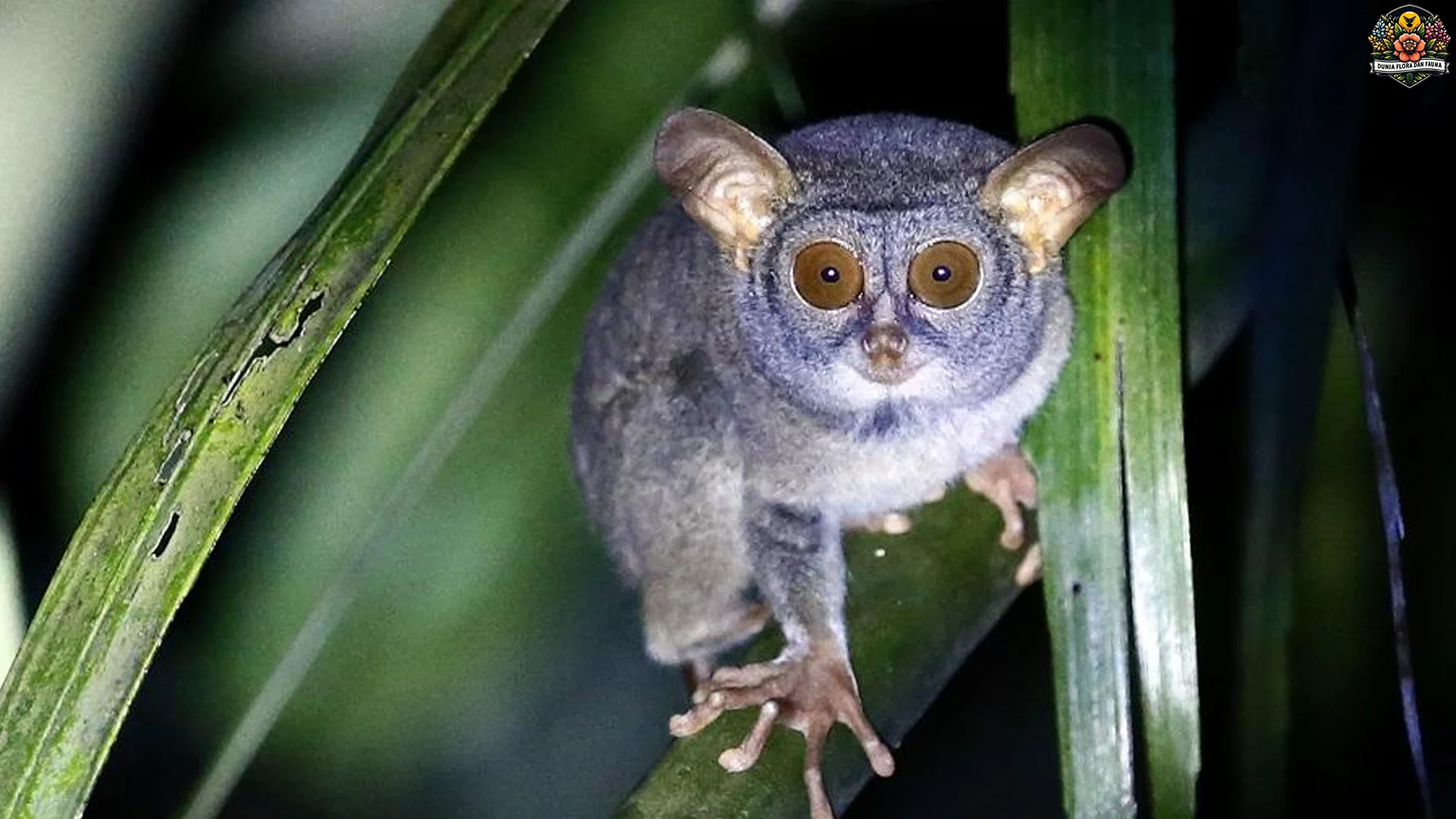 Tarsius Siau, 5 Perilaku Unik Yang Wajib Dicermati Pecinta Satwa