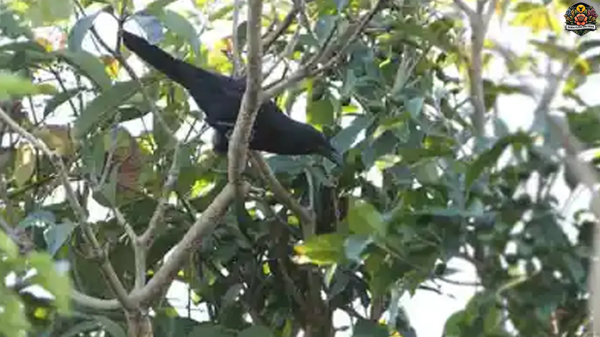 Gagak Flores, 4 Adaptasi Unik Yang Membuat Satwa Ini Istimewa