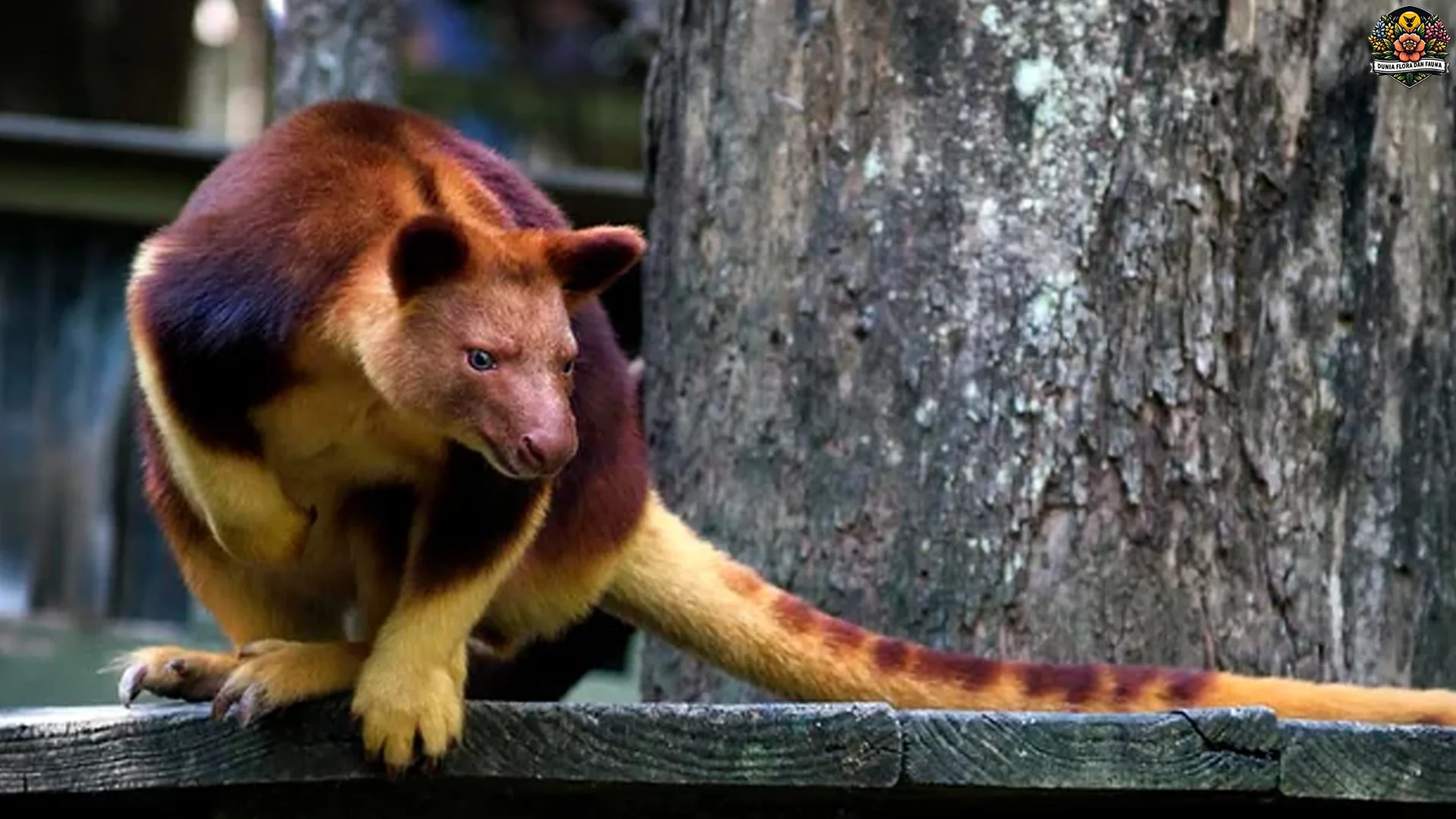 Unijo Goodfellow dan 4 Perilaku Lucu yang Sering Teramati di Alam
