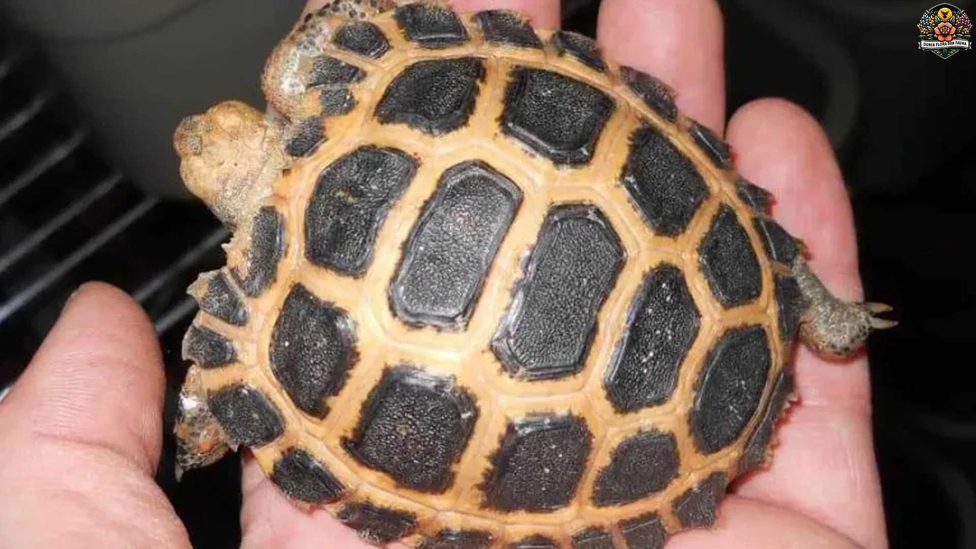 5 Fakta Hewan Baning Sulawesi yang Bikin Lo Speechless dan Brutal 4 5 Fakta Hewan Baning Sulawesi yang Bikin Lo Speechless dan Brutal