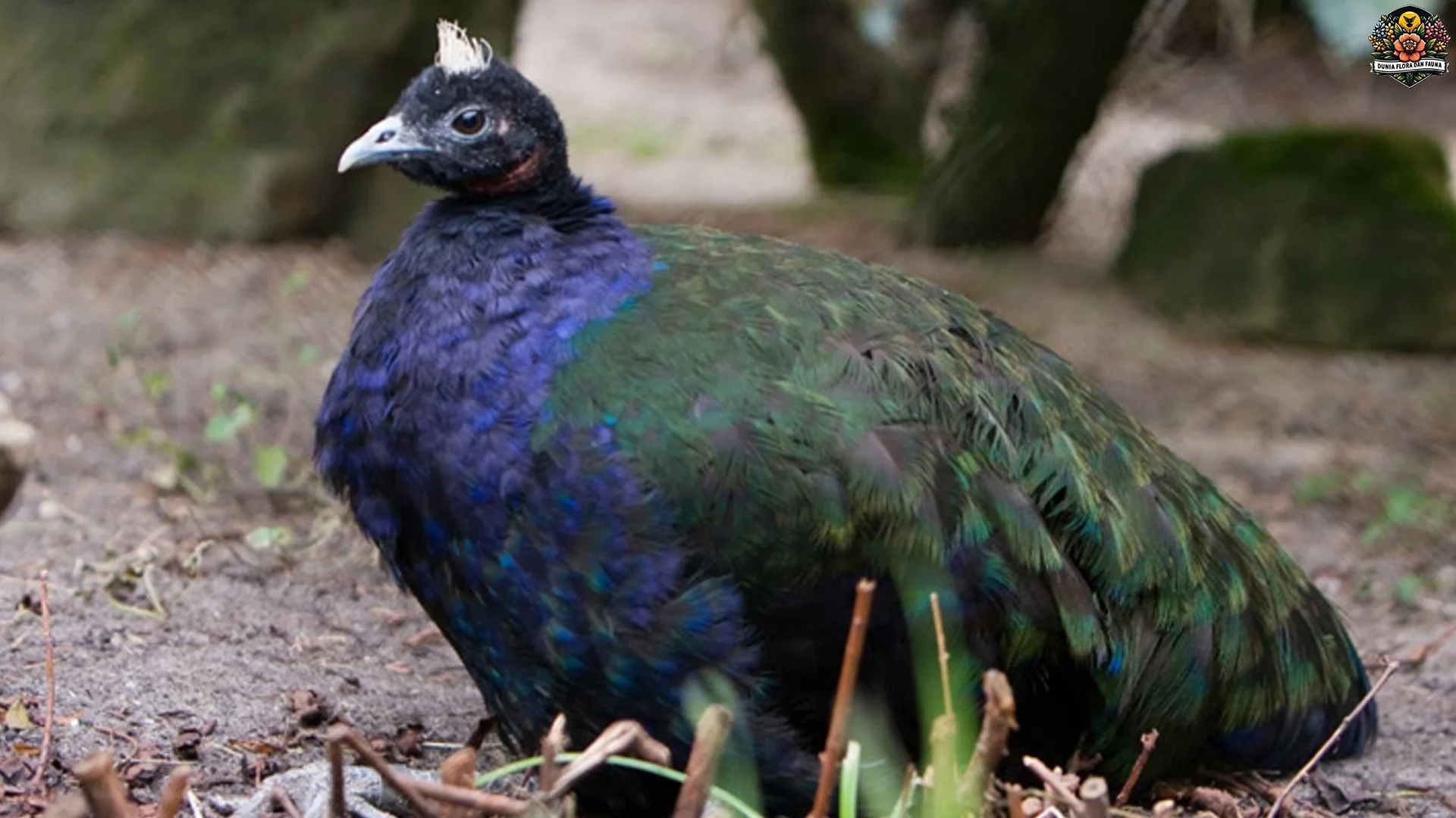 Merak Kongo Bikin Upgrade Tampil dengan 5 Warna Cerah