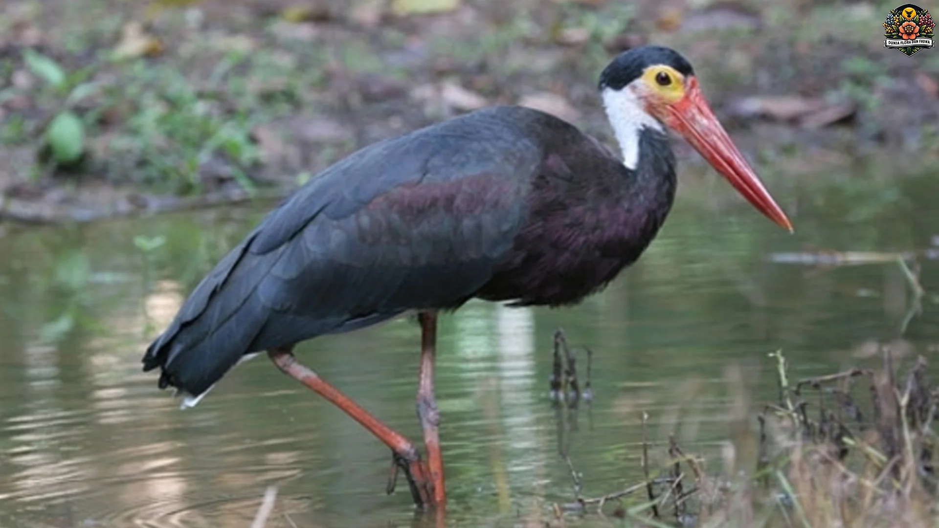 Perilaku Bangau Hutan Rawa Malam, Berburu 5 Jam di Rawa Gelap