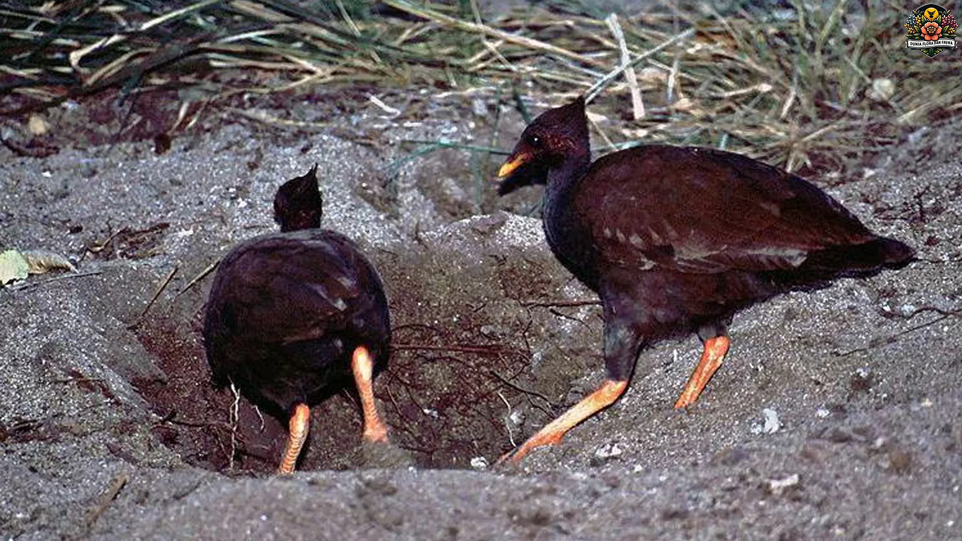 Burung Gosong Jantan Punya 3 Warna Ekor Cerah Saat Musim Kawin Tiba 2 Burung Gosong Jantan Punya 3 Warna Ekor Cerah Saat Musim Kawin Tiba