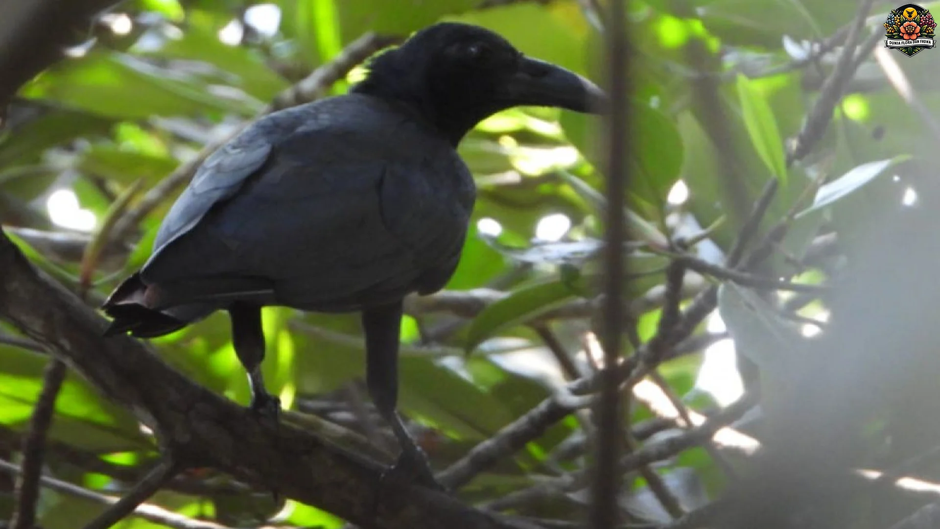 5 Deskripsi Fisik Spesial Gagak Banggai: Tubuh Kecil Hutan Pegunungan