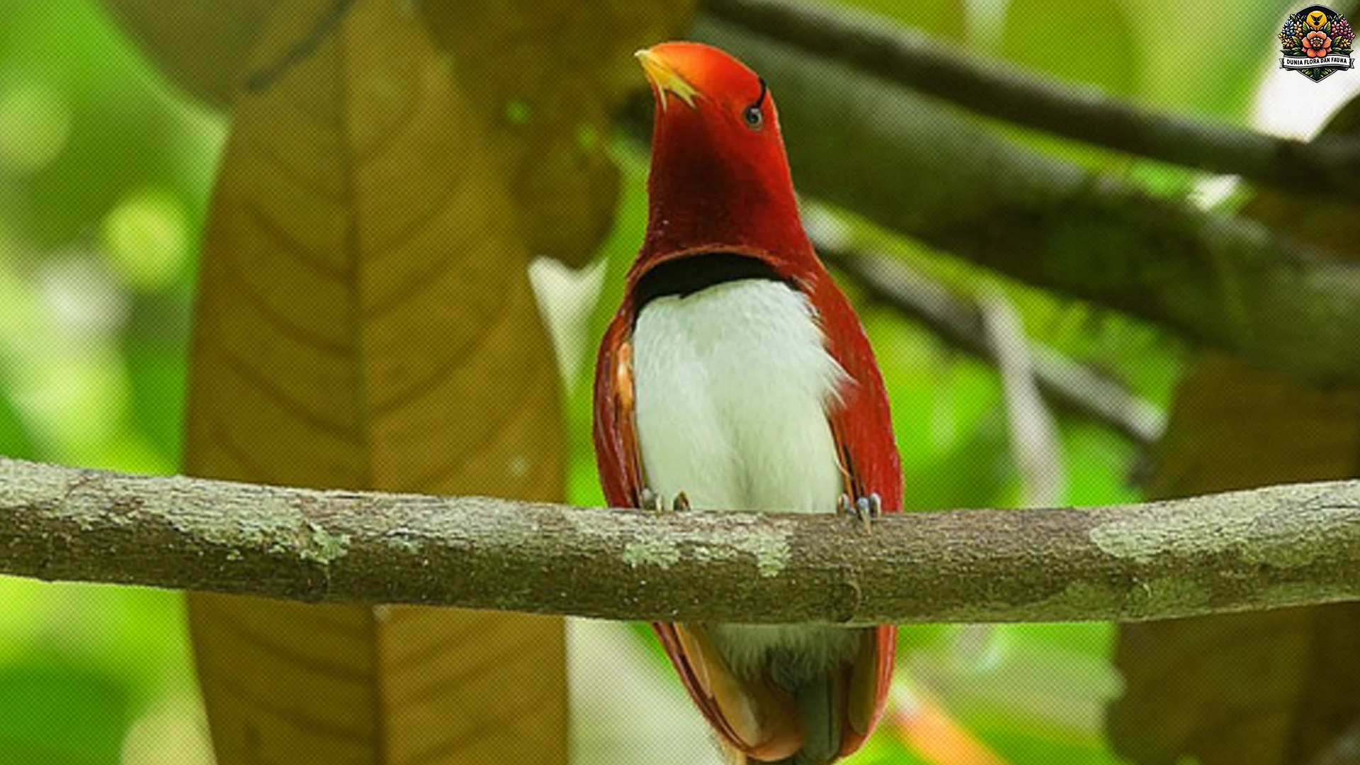 Keindahan Cenderawasih Raja Tampil Memukau dalam 4 Perilaku Unik