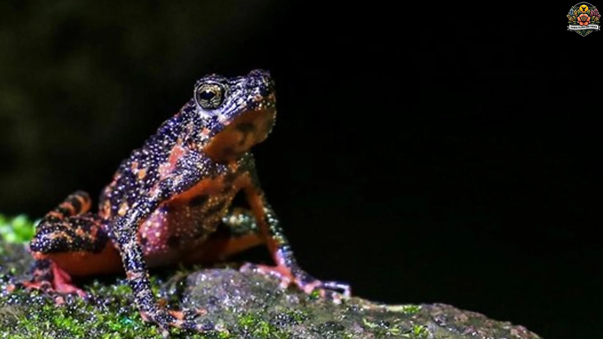 Kodok Darah Punya 4 Keunikan Langka yang Bikin Peneliti Tertarik