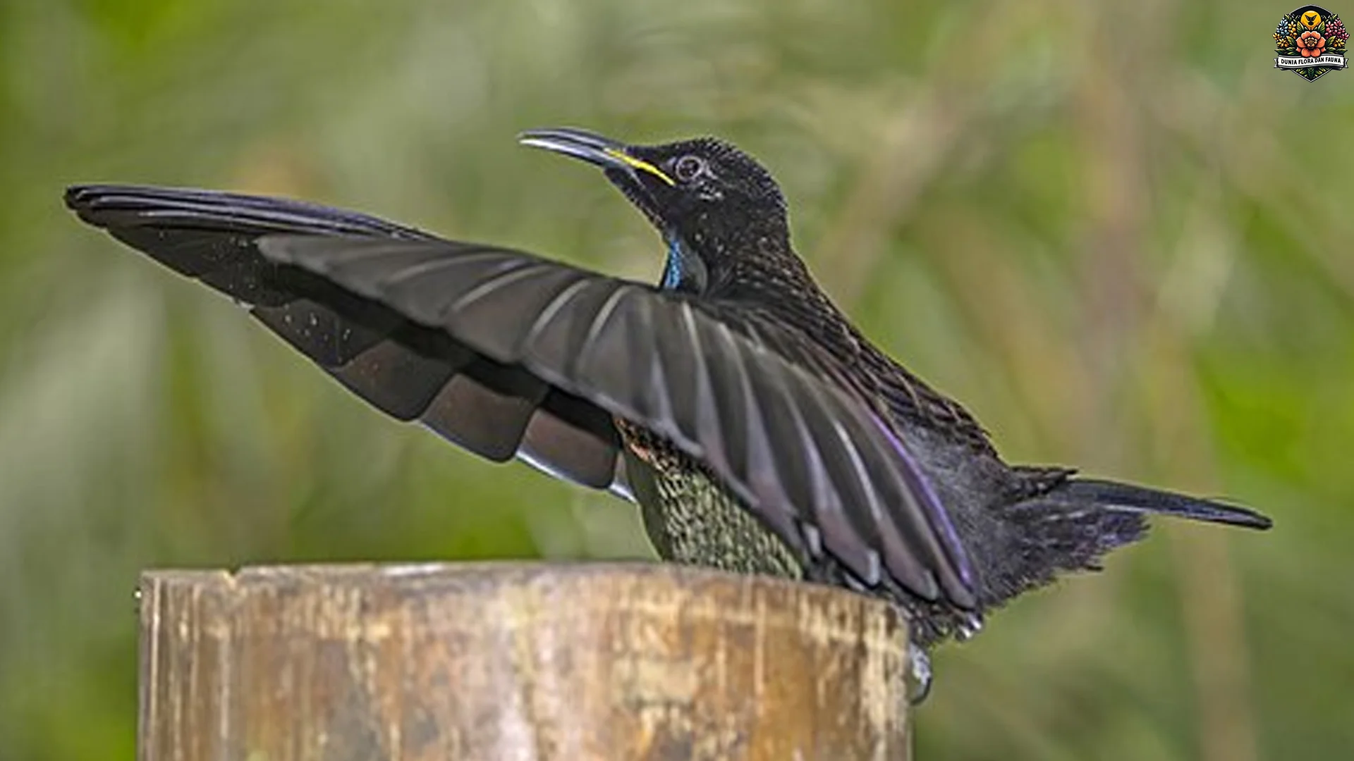 Adaptasi Unik Hewan Toowa Viktoria 4 Menghadapi Perubahan Iklim