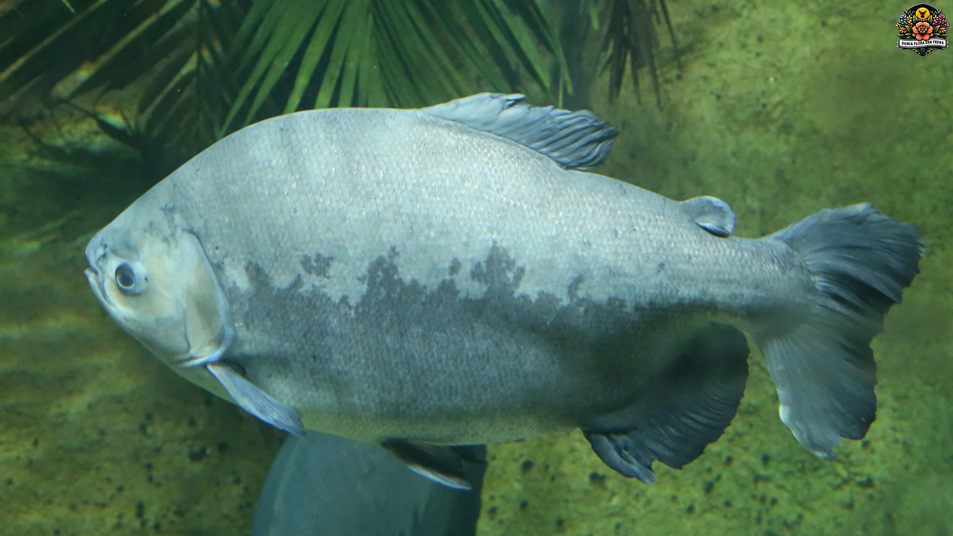 Ikan Bawal Air Tawar dan 5 Hal Unik yang Bikin Mereka Jadi Favorit