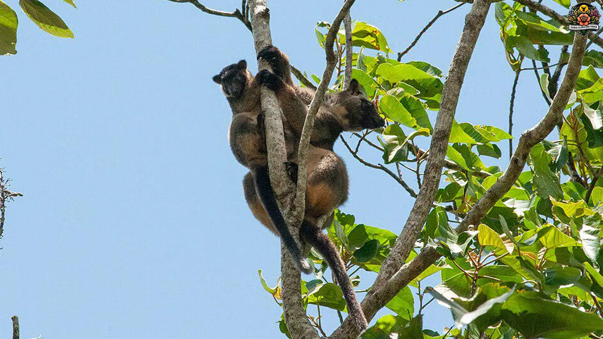 4 Ciri Fisik Unijo Lumholtz Yang Membuat Hewan Ini Unik Dan Spesial