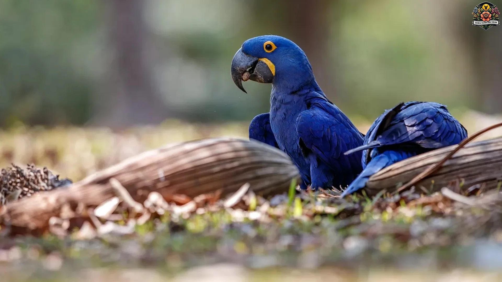 5 Keunikan Burung Makaw Hyacinth Yang Jarang Diketahui Orang