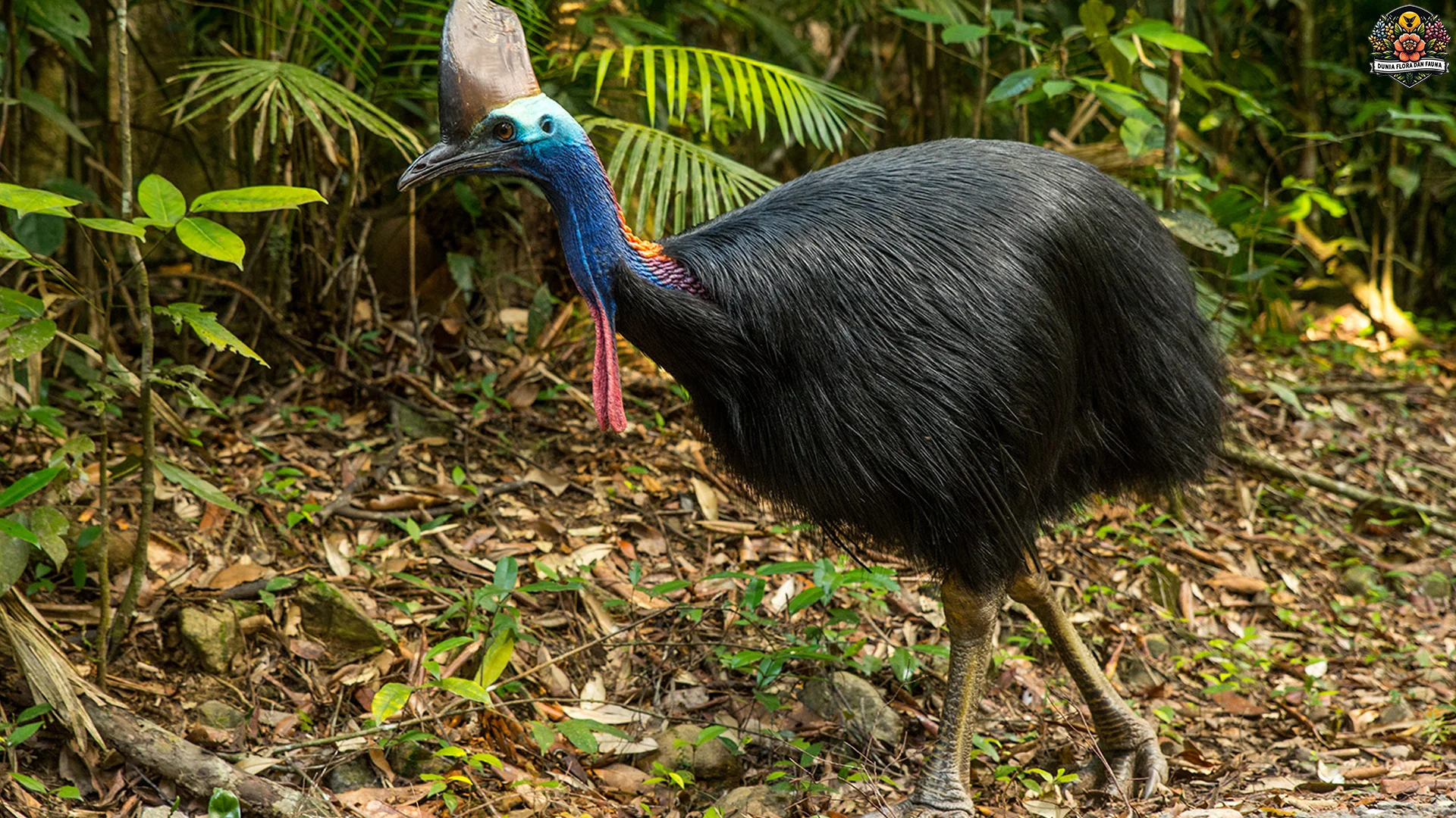 4 Habitat Unik Casuariiformes Yang Perlu Diketahui Pecinta Satwa
