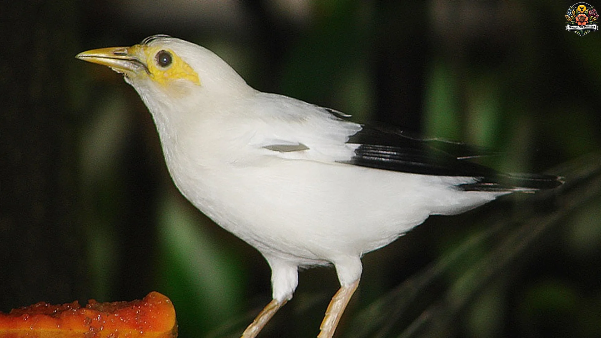 Hewan Jalak Putih dengan 5 Terindah Paling Memikat Di Dunia Burung
