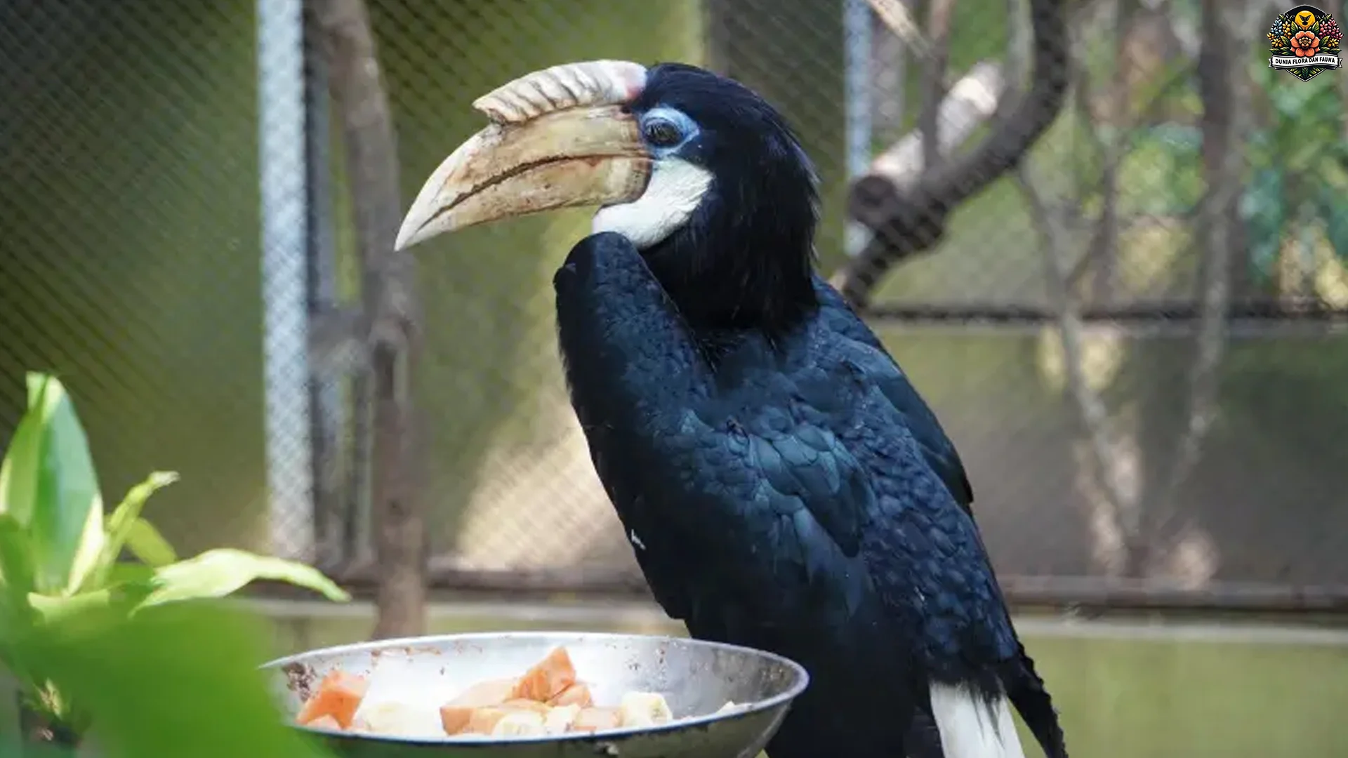 4 Keunikan Hewan Julang Papua Yang Membuatnya Ikonik Di Alam Liar