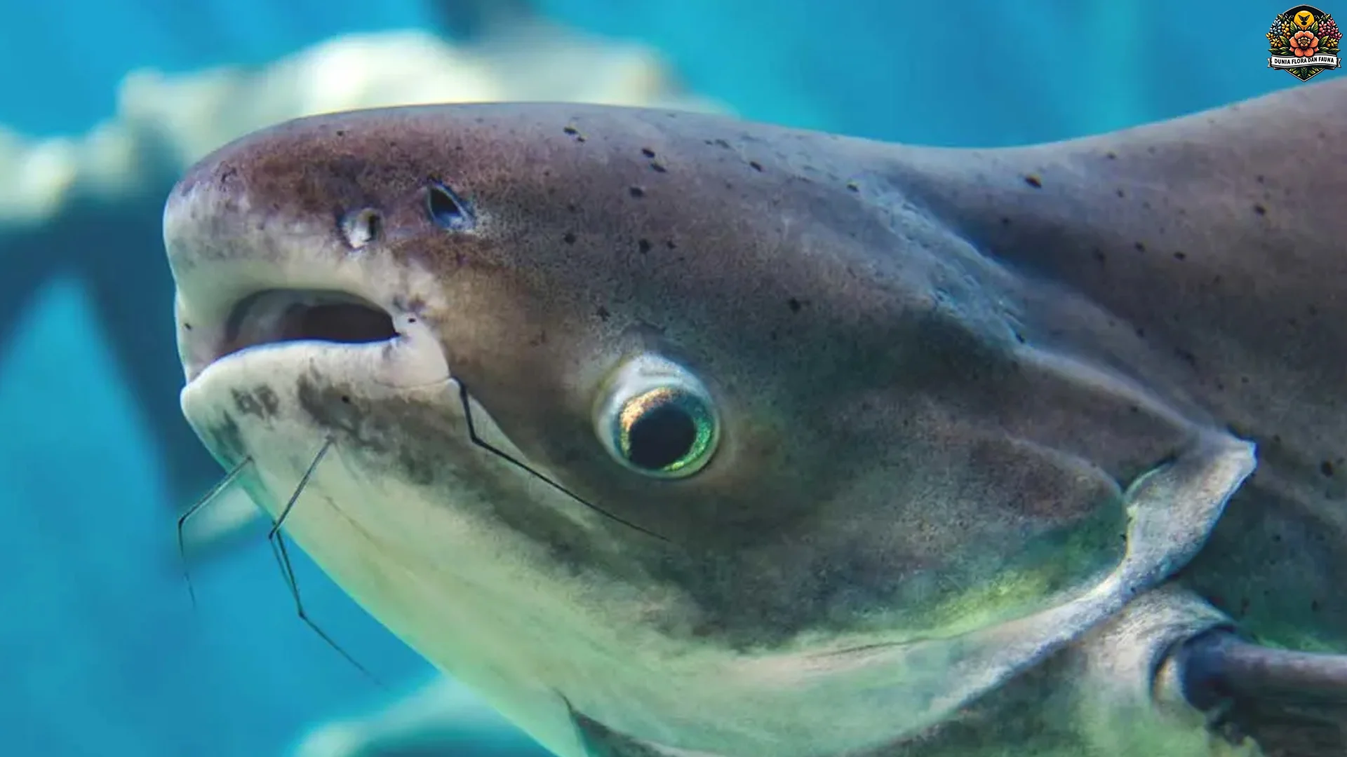 5 Keunikan Hewan Patin Raksasa Mekong yang Jarang Diketahui