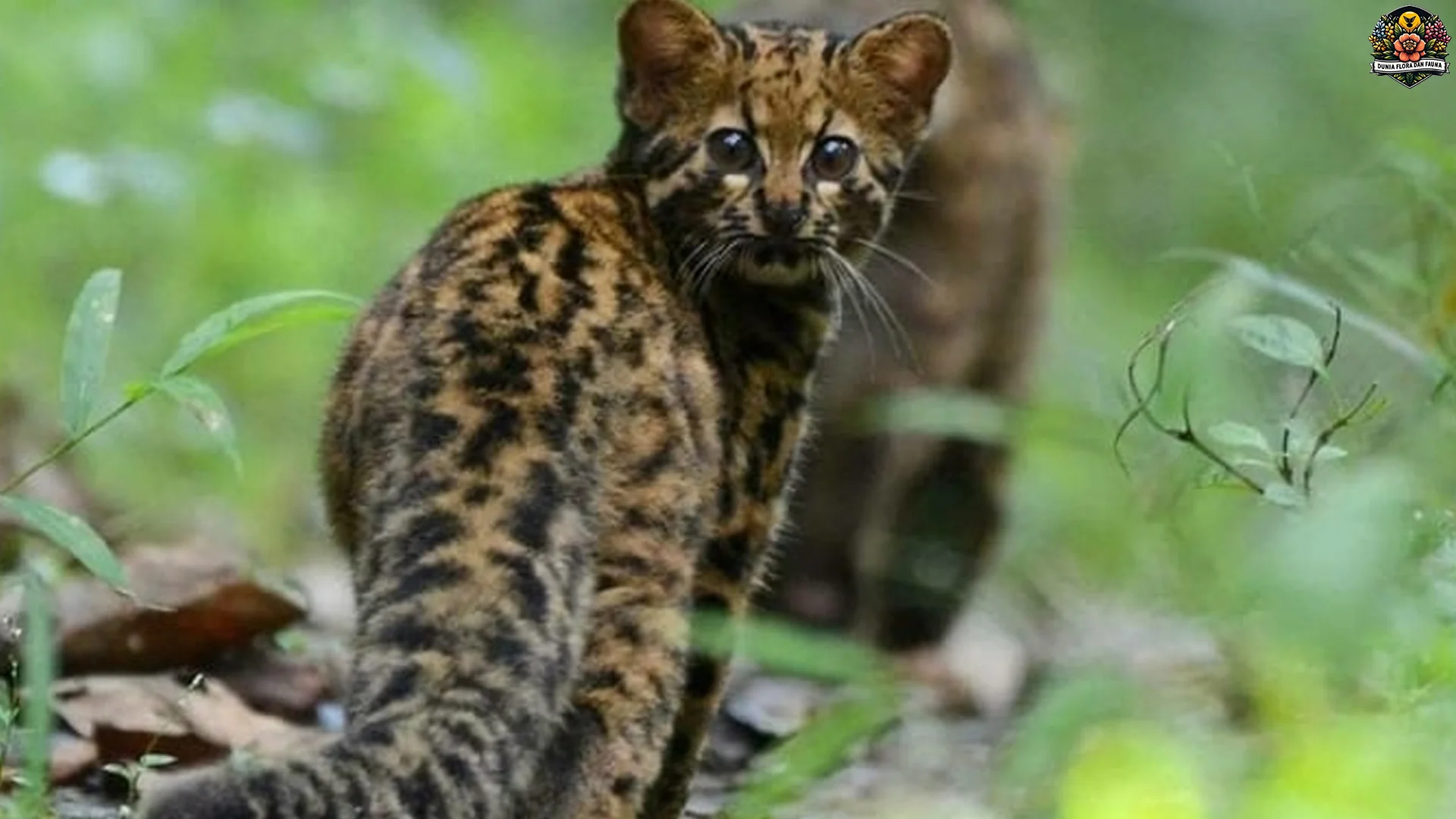 Kucing Batu Punya 4 Ciri Khas Yang Mudah Dikenali Oleh Peneliti