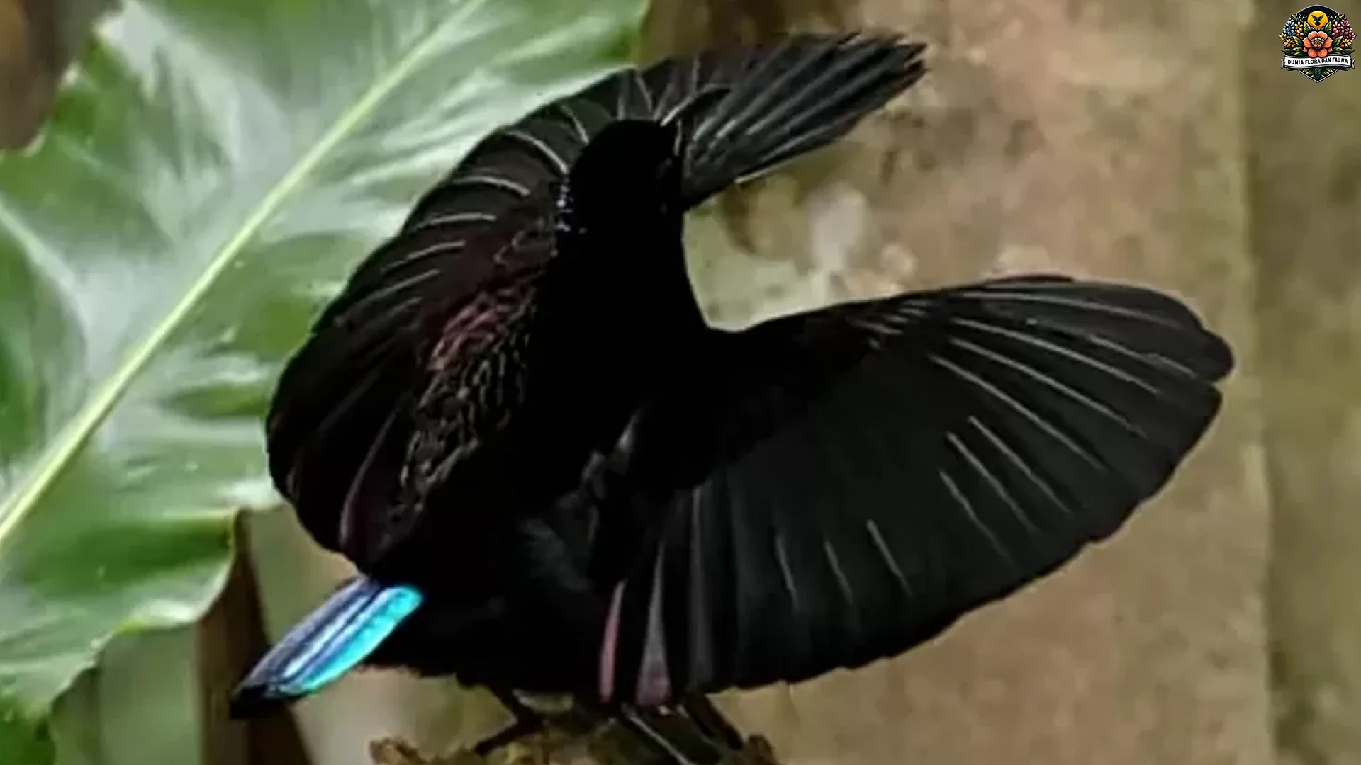 Adaptasi Unik Hewan Toowa Viktoria 4 Menghadapi Perubahan Iklim 2 Adaptasi Unik Hewan Toowa Viktoria 4 Menghadapi Perubahan Iklim