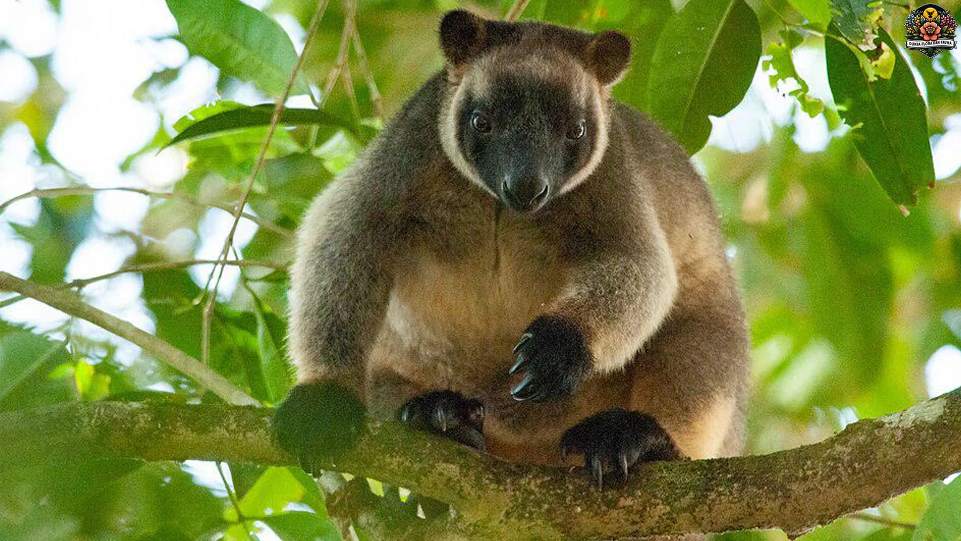 4 Ciri Fisik Unijo Lumholtz Yang Membuat Hewan Ini Unik Dan Spesial