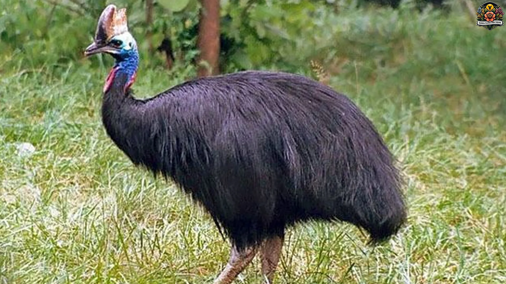 4 Habitat Unik Casuariiformes Yang Perlu Diketahui Pecinta Satwa 2 4 Habitat Unik Casuariiformes Yang Perlu Diketahui Pecinta Satwa