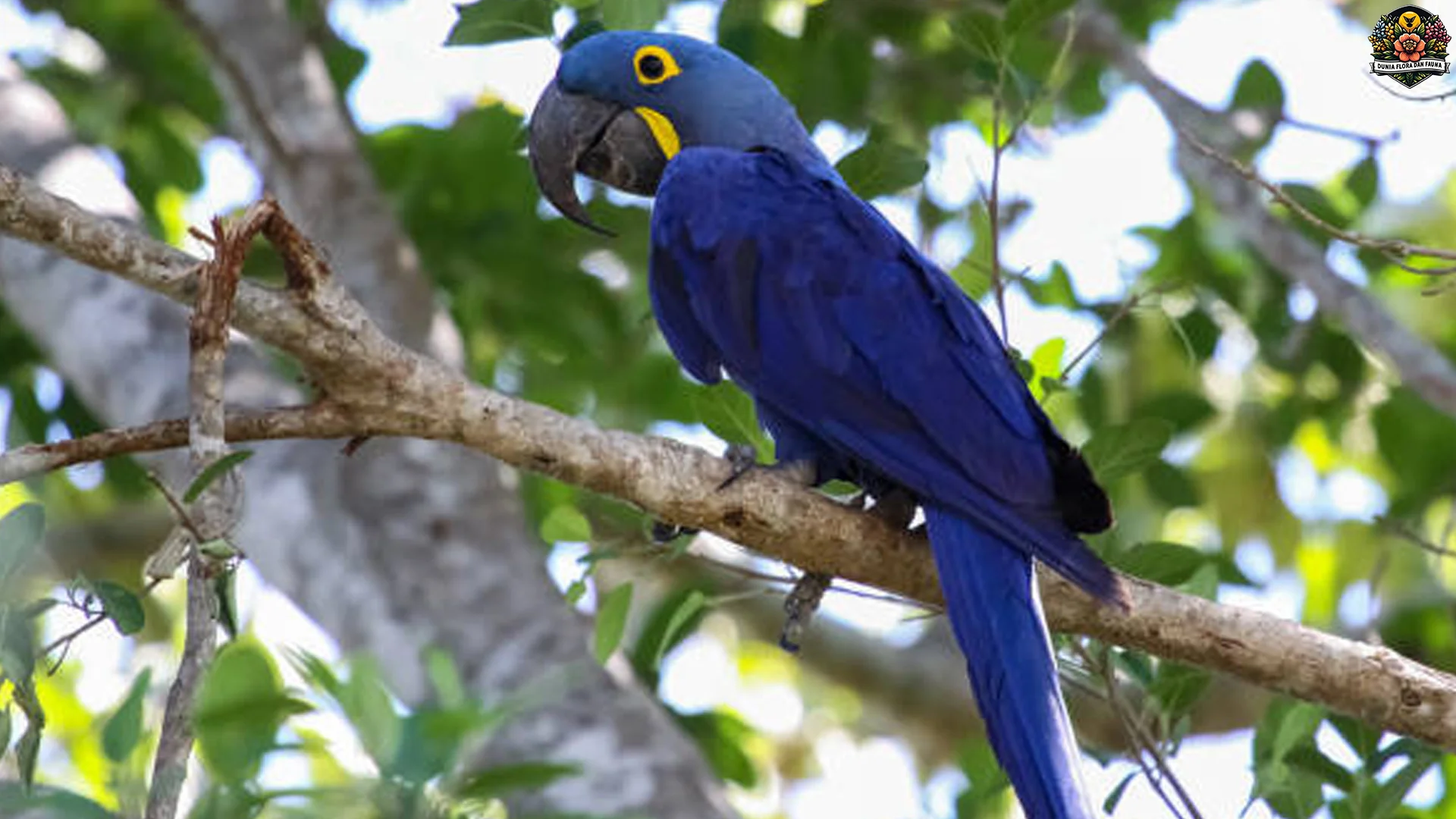 5 Keunikan Burung Makaw Hyacinth Yang Jarang Diketahui Orang 2 5 Keunikan Burung Makaw Hyacinth Yang Jarang Diketahui Orang
