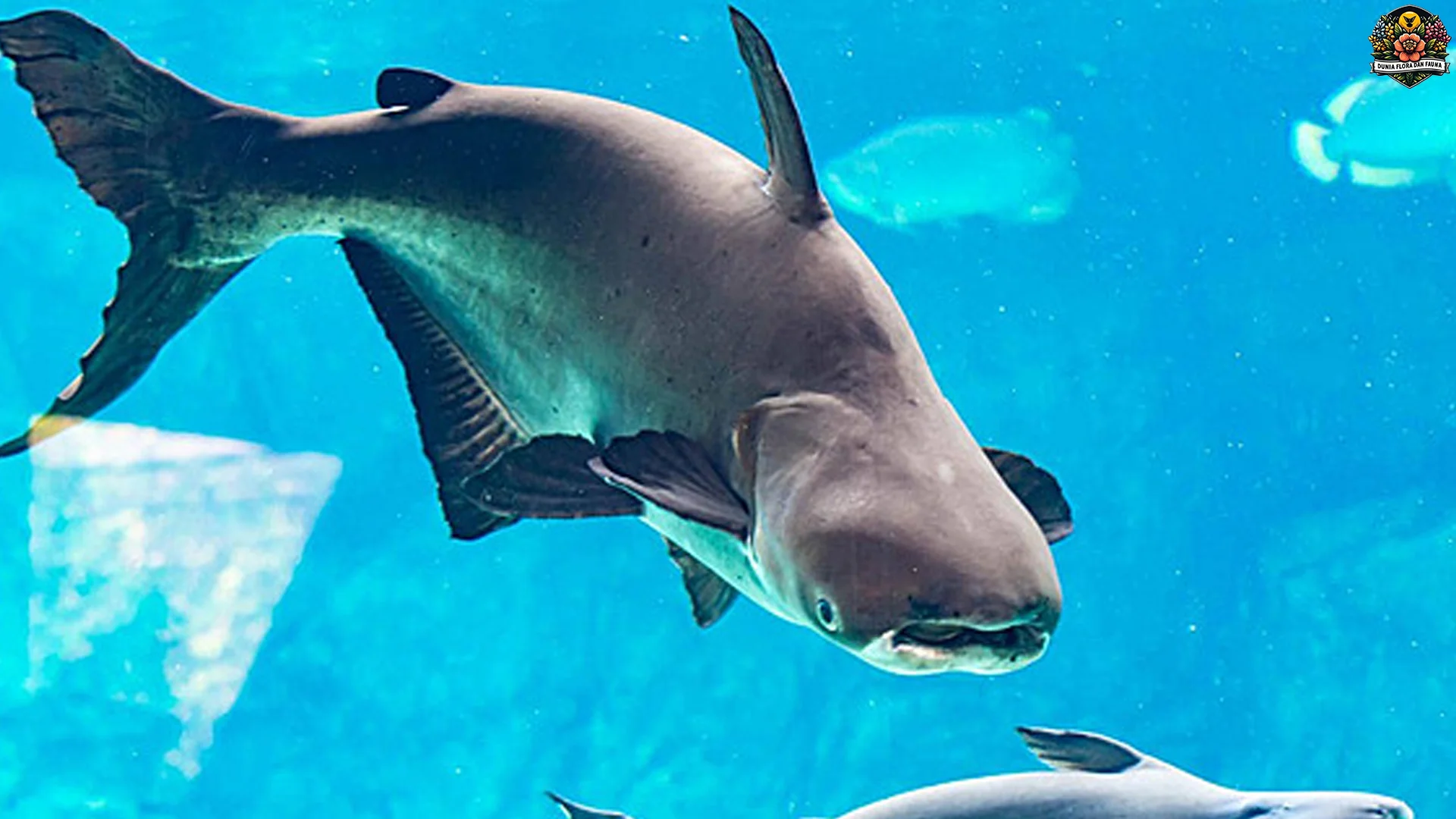 5 Keunikan Hewan Patin Raksasa Mekong yang Jarang Diketahui