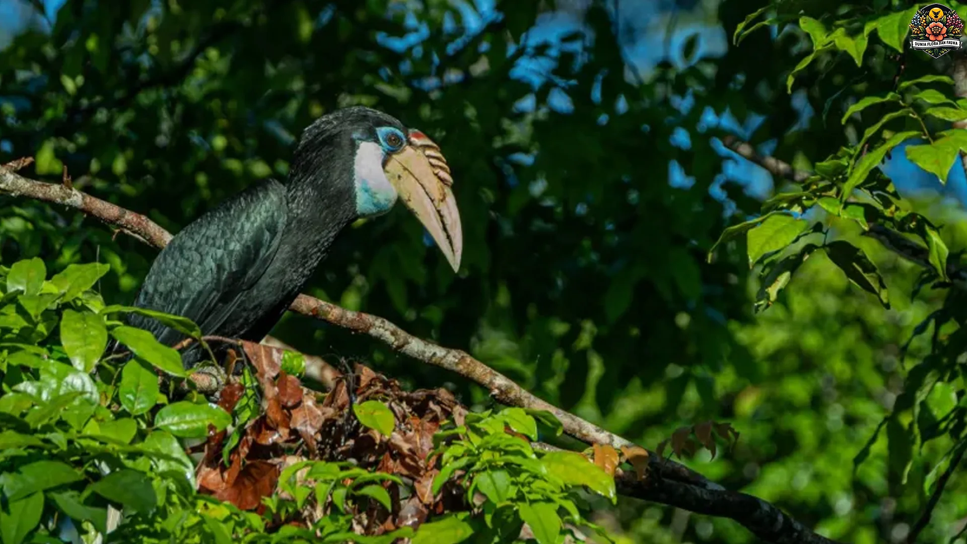 4 Keunikan Hewan Julang Papua Yang Membuatnya Ikonik Di Alam Liar