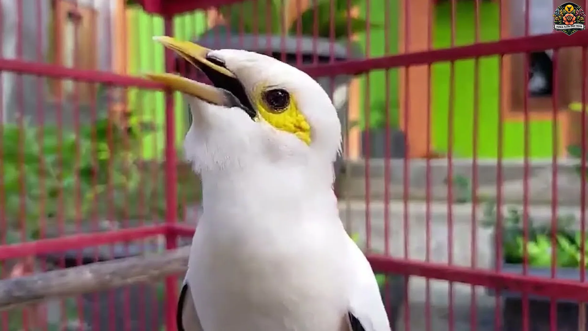 Hewan Jalak Putih dengan 5 Terindah Paling Memikat Di Dunia Burung