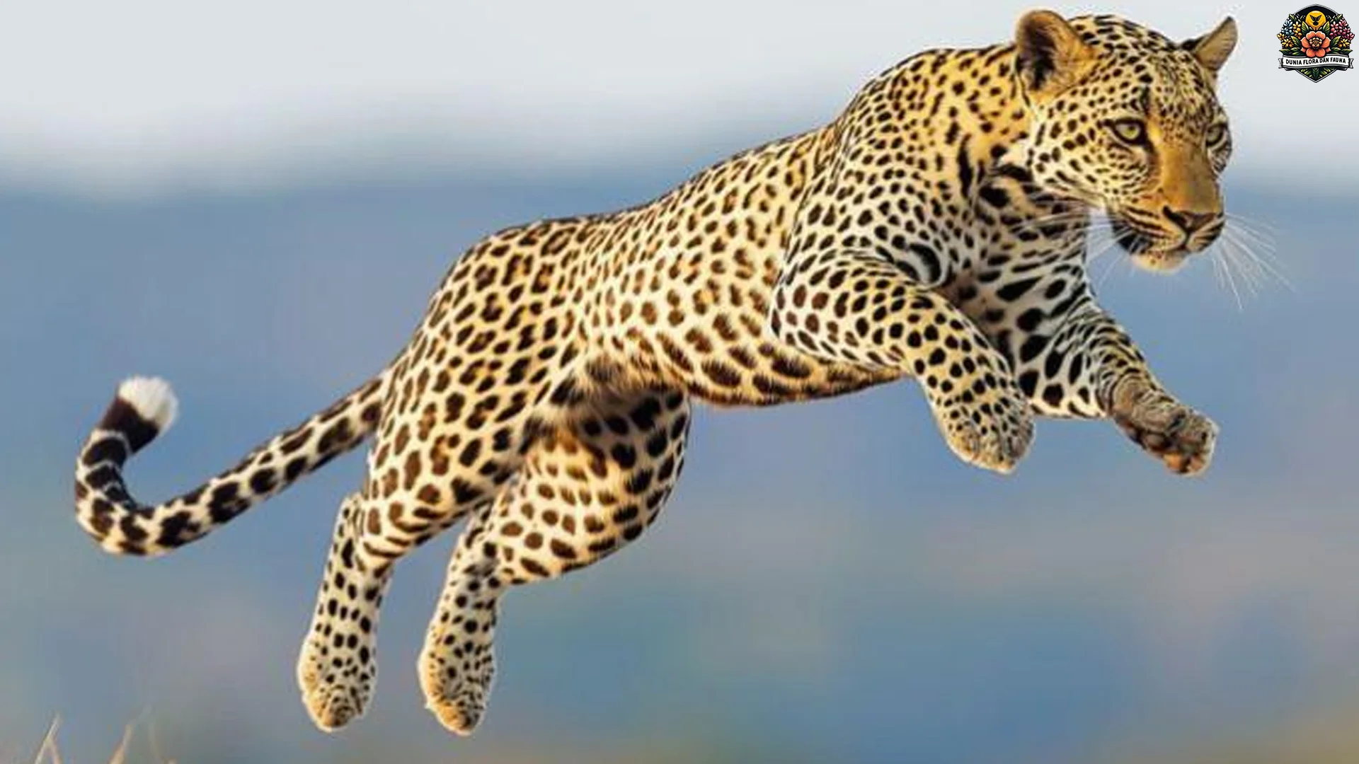 Macan dan 5 Keunikan Anatomi Yang Membuat Mereka Spesial