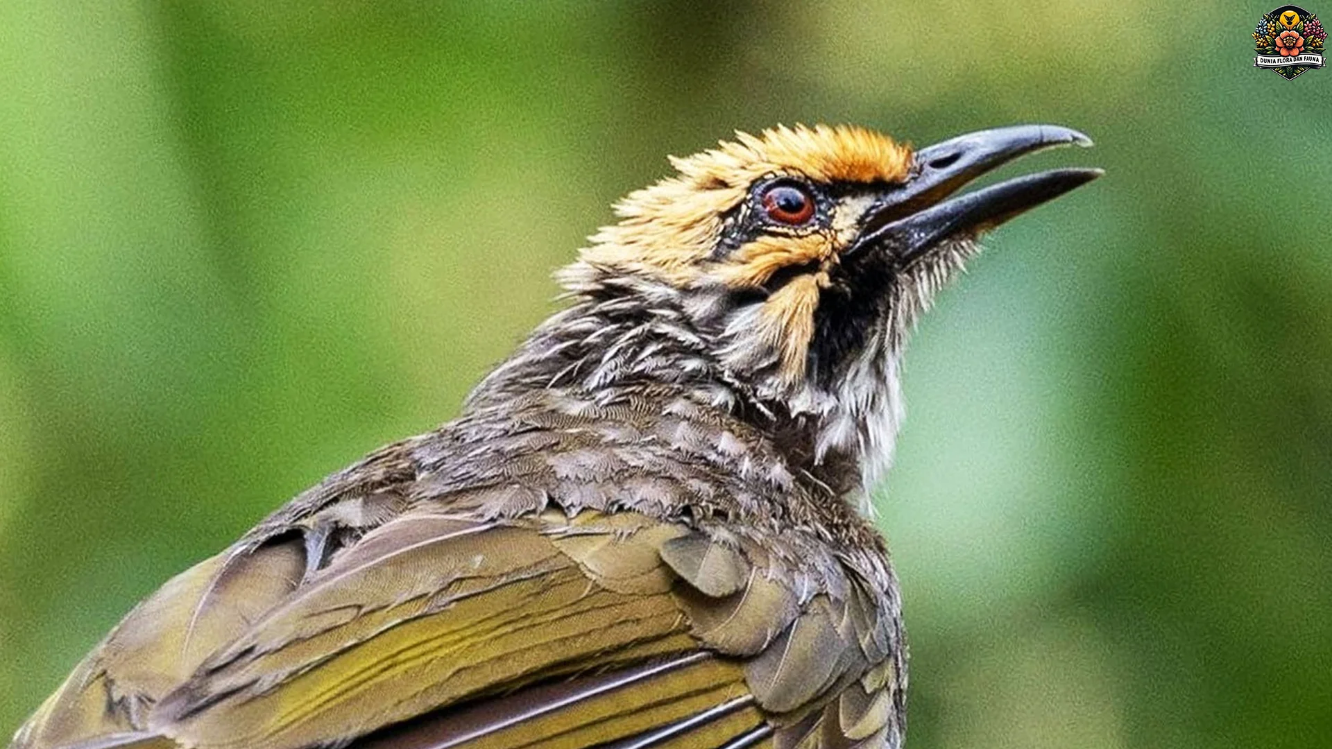 Menelusuri Hewan Cucak Rowo Dengan 5 Warna Bulu Yang Menarik