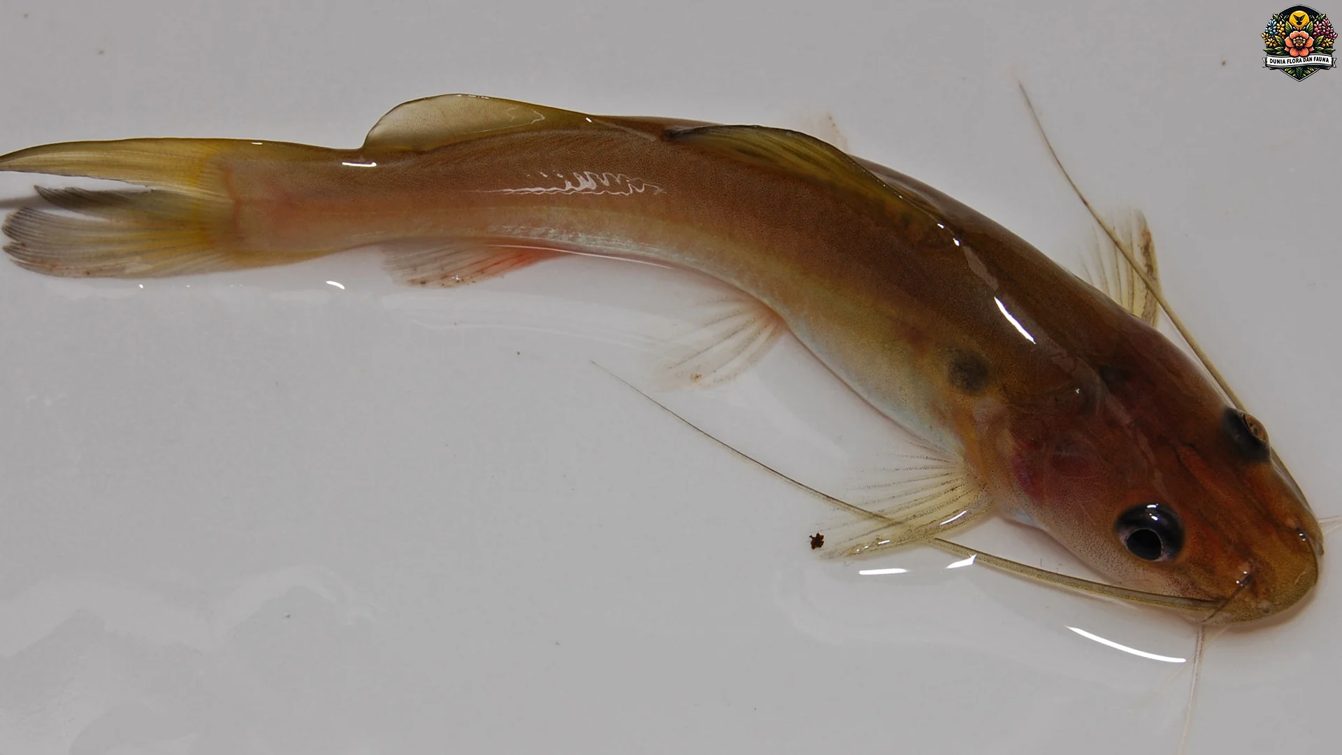 Keunikan Ikan Baung 2026 Dari Habitat Hingga Pola Makan Yang Menarik 1 Keunikan Ikan Baung 2026 Dari Habitat Hingga Pola Makan Yang Menarik