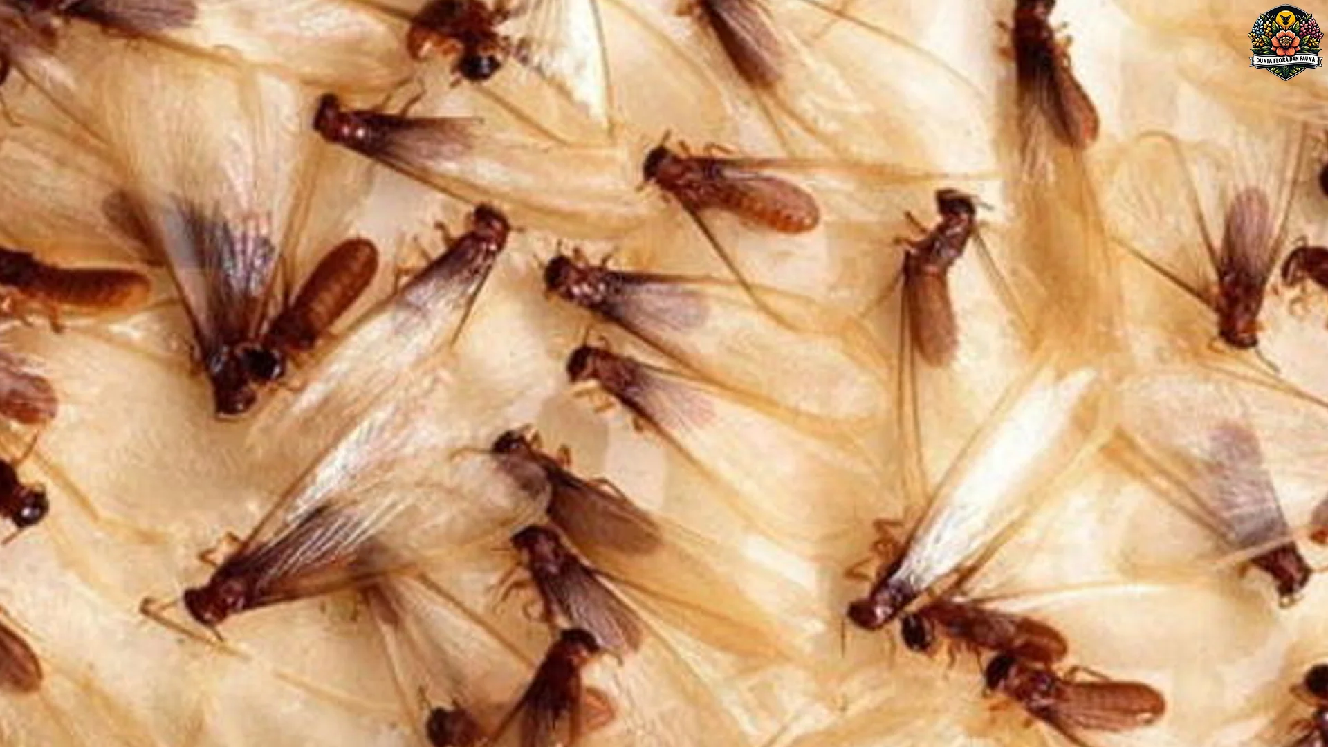 5 Fakta Menarik Tentang Laron Yang Bisa Membuat Terpukau