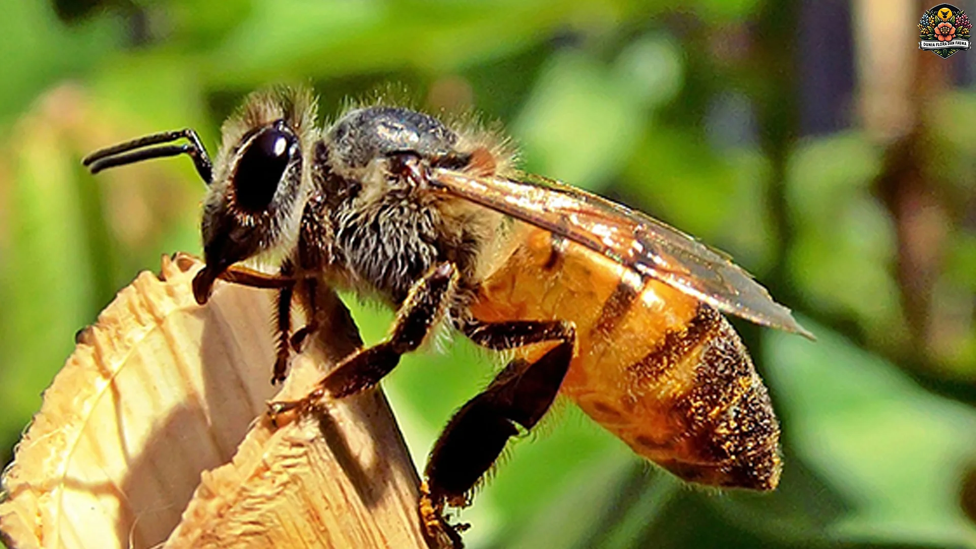 Hewan Lebah Memberikan 5 Peran Penting Dalam Ekosistem Global