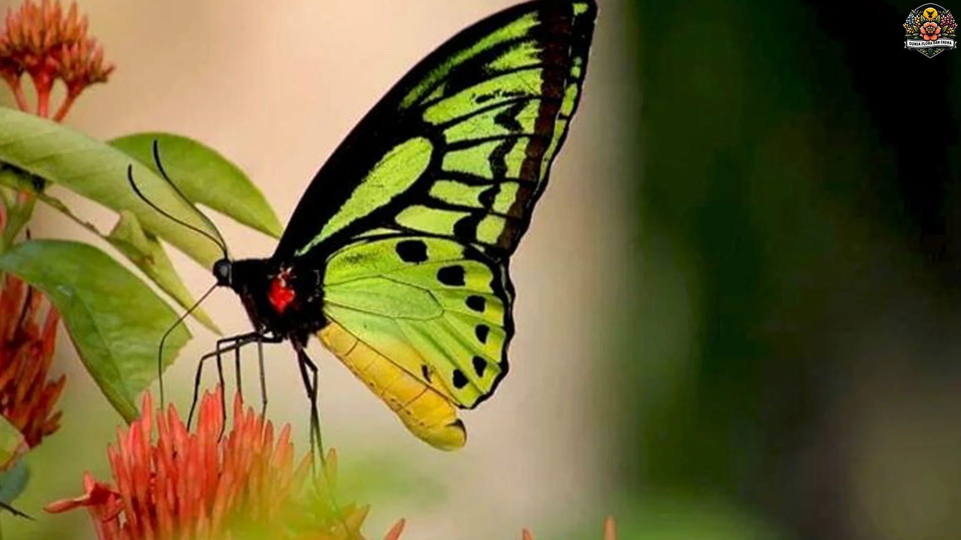 5 Spesies Kupu Kupu Langka yang Menjadi Primadona Dunia