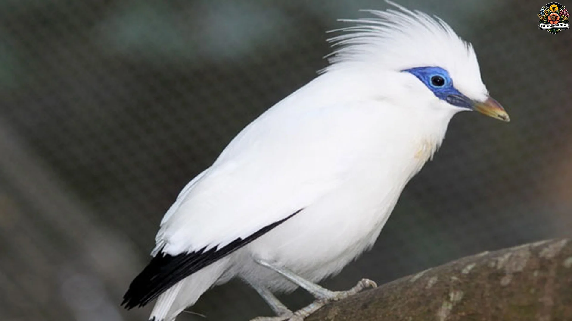 4 Perilaku Jalak Bali Yang Membuat Pengamat Burung Terpesona 2 4 Perilaku Jalak Bali Yang Membuat Pengamat Burung Terpesona