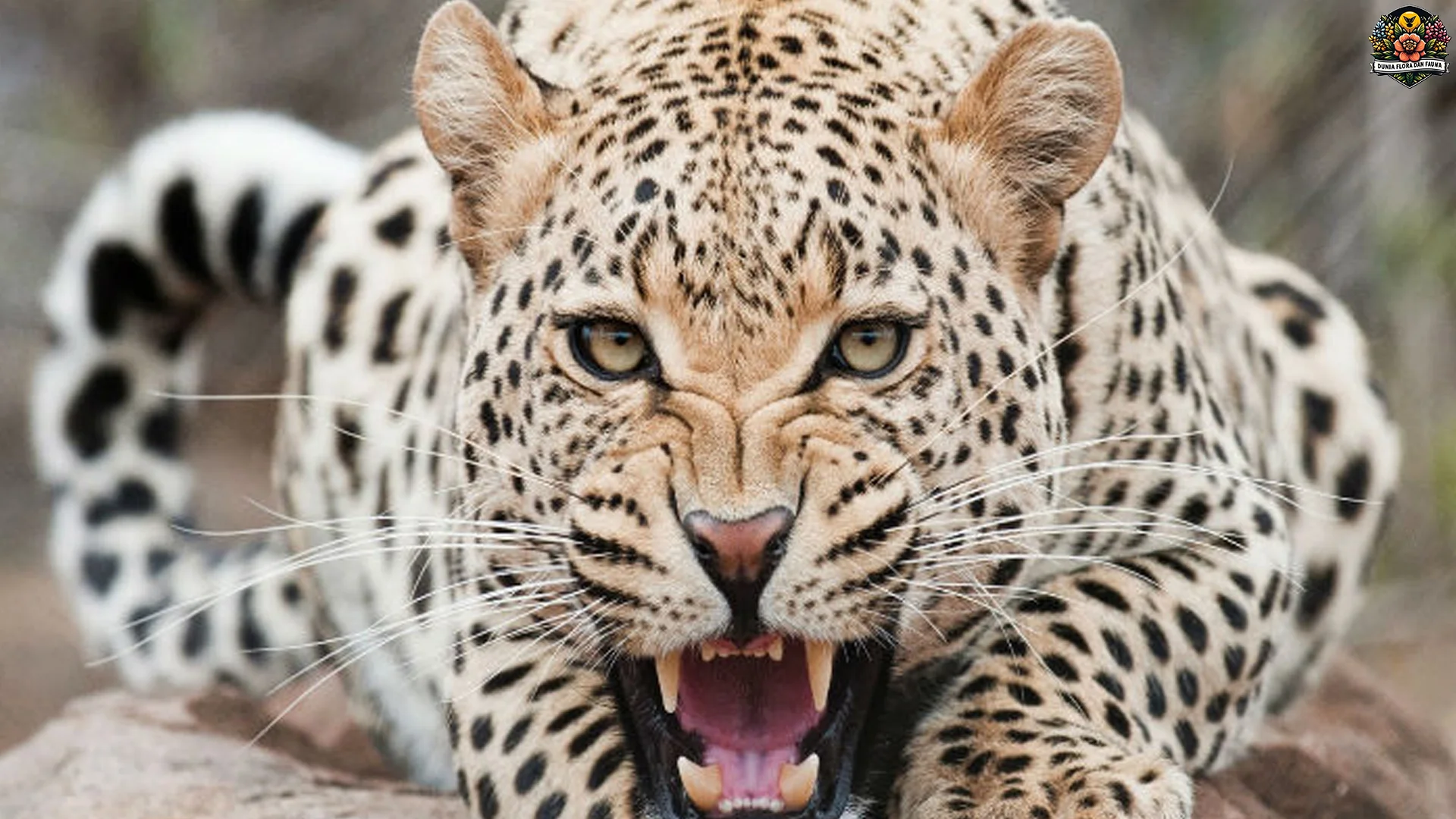 Macan dan 5 Keunikan Anatomi Yang Membuat Mereka Spesial 2 Macan dan 5 Keunikan Anatomi Yang Membuat Mereka Spesial