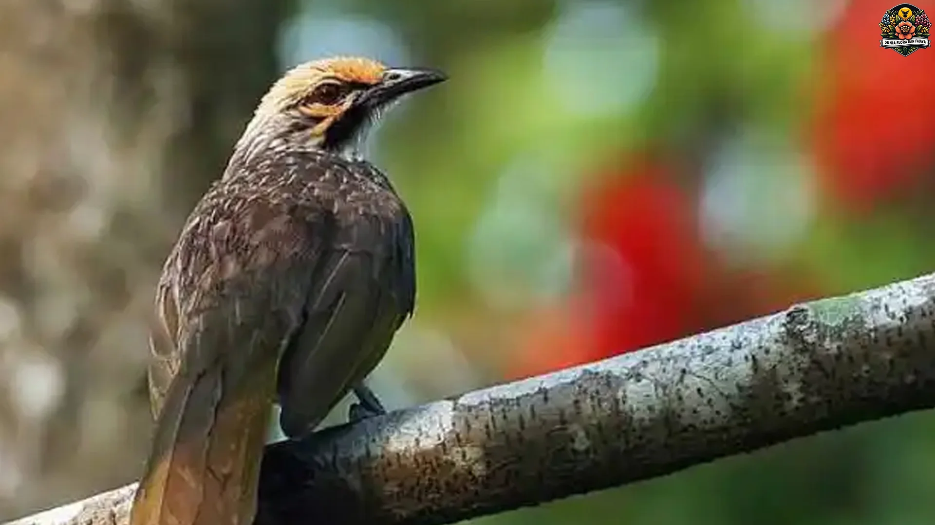 Menelusuri Hewan Cucak Rowo Dengan 5 Warna Bulu Yang Menarik