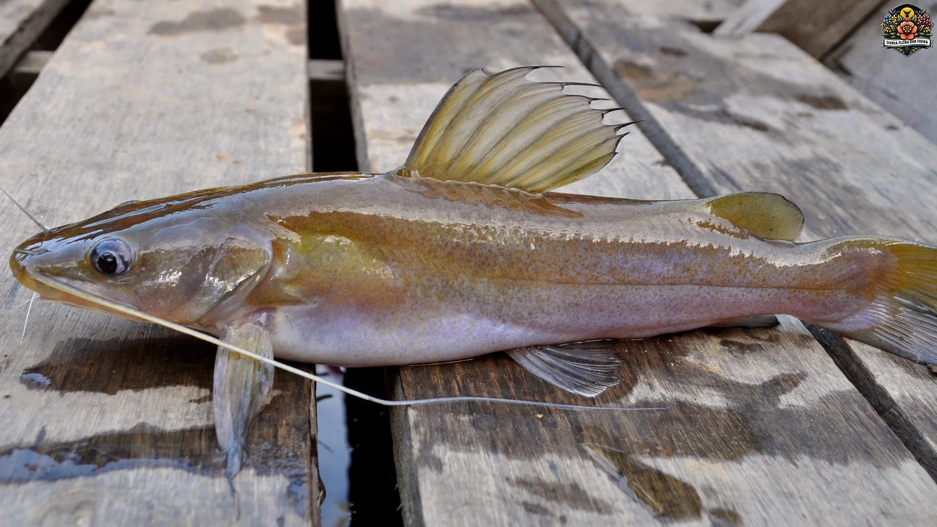 Keunikan Ikan Baung 2026 Dari Habitat Hingga Pola Makan Yang Menarik 2 Keunikan Ikan Baung 2026 Dari Habitat Hingga Pola Makan Yang Menarik