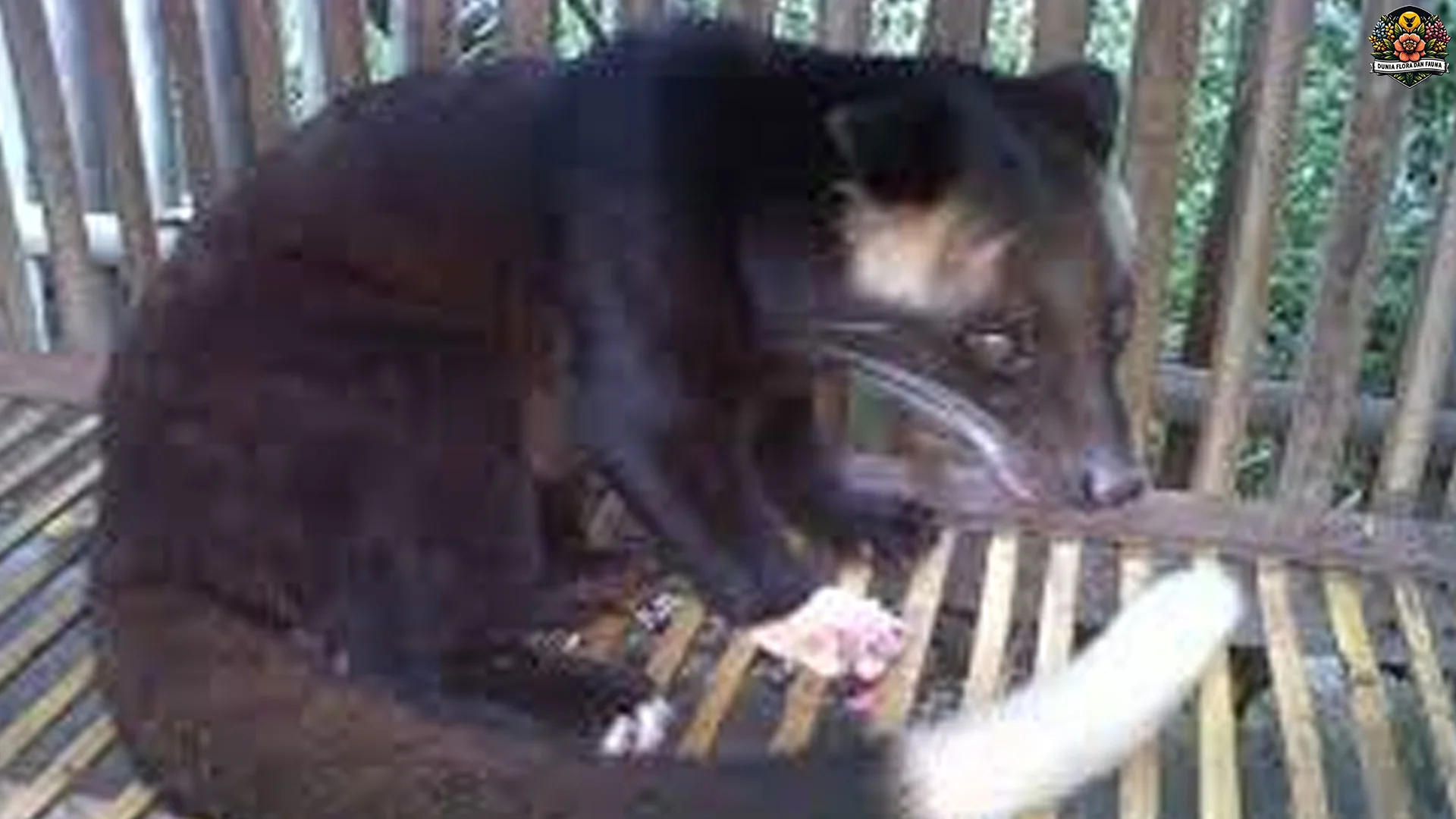 Musang Bulan 5 Cara Unik Bertahan di Alam Liar Malam Hari 4 Musang Bulan 5 Cara Unik Bertahan di Alam Liar Malam Hari