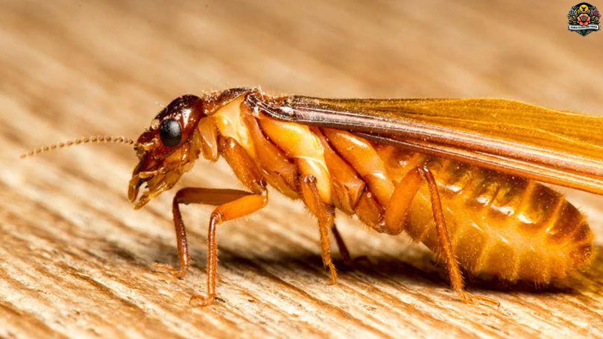 5 Fakta Menarik Tentang Laron Yang Bisa Membuat Terpukau 3 5 Fakta Menarik Tentang Laron Yang Bisa Membuat Terpukau