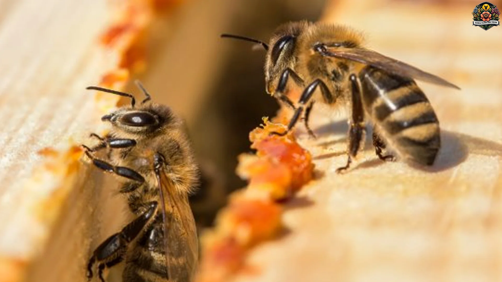 Hewan Lebah Memberikan 5 Peran Penting Dalam Ekosistem Global