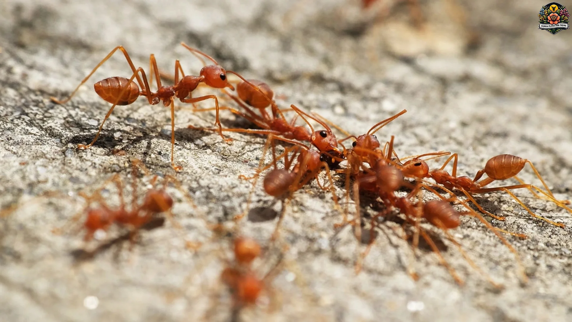 Semut Api dan 4 Perilaku Menarik Yang Membuat Koloni Mereka Unik