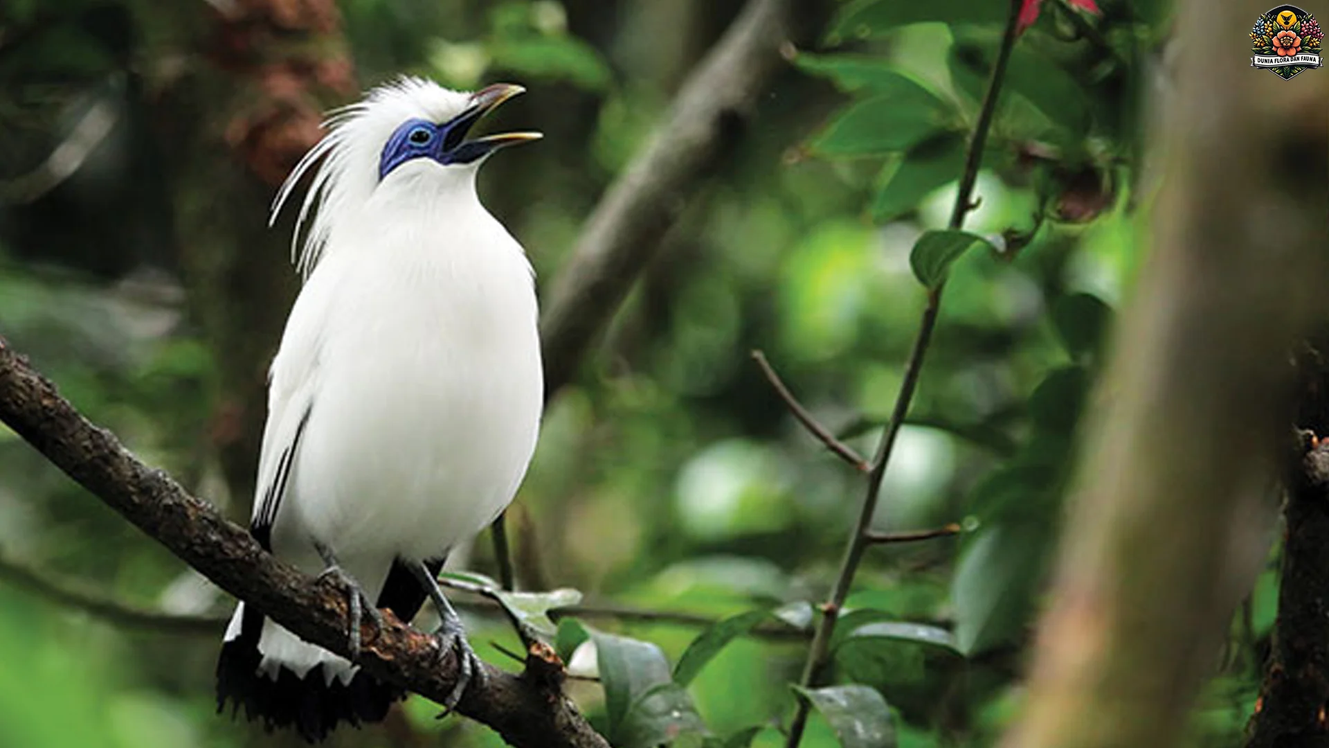 4 Perilaku Jalak Bali Yang Membuat Pengamat Burung Terpesona