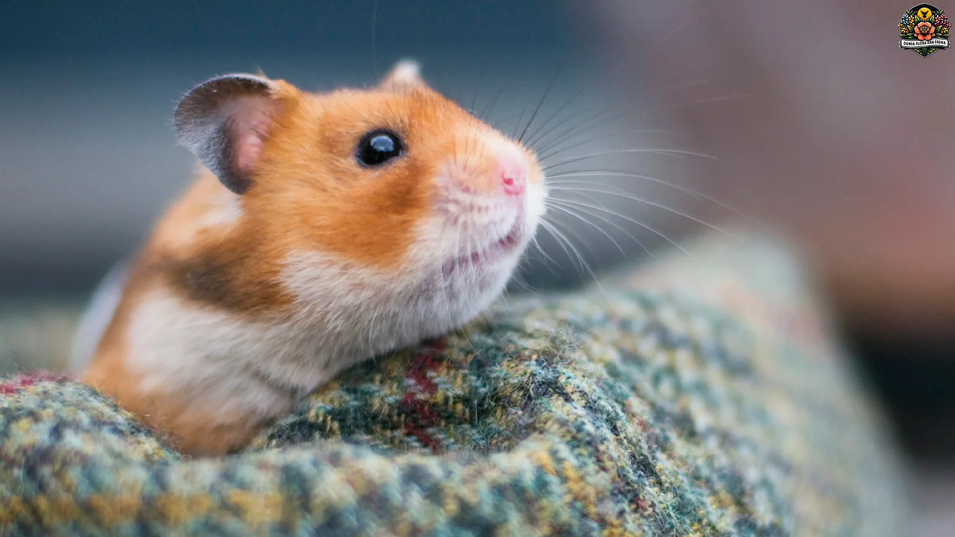 Hamsters Menyimpan 5 Rahasia Lucu yang Jarang Diketahui Pemilik