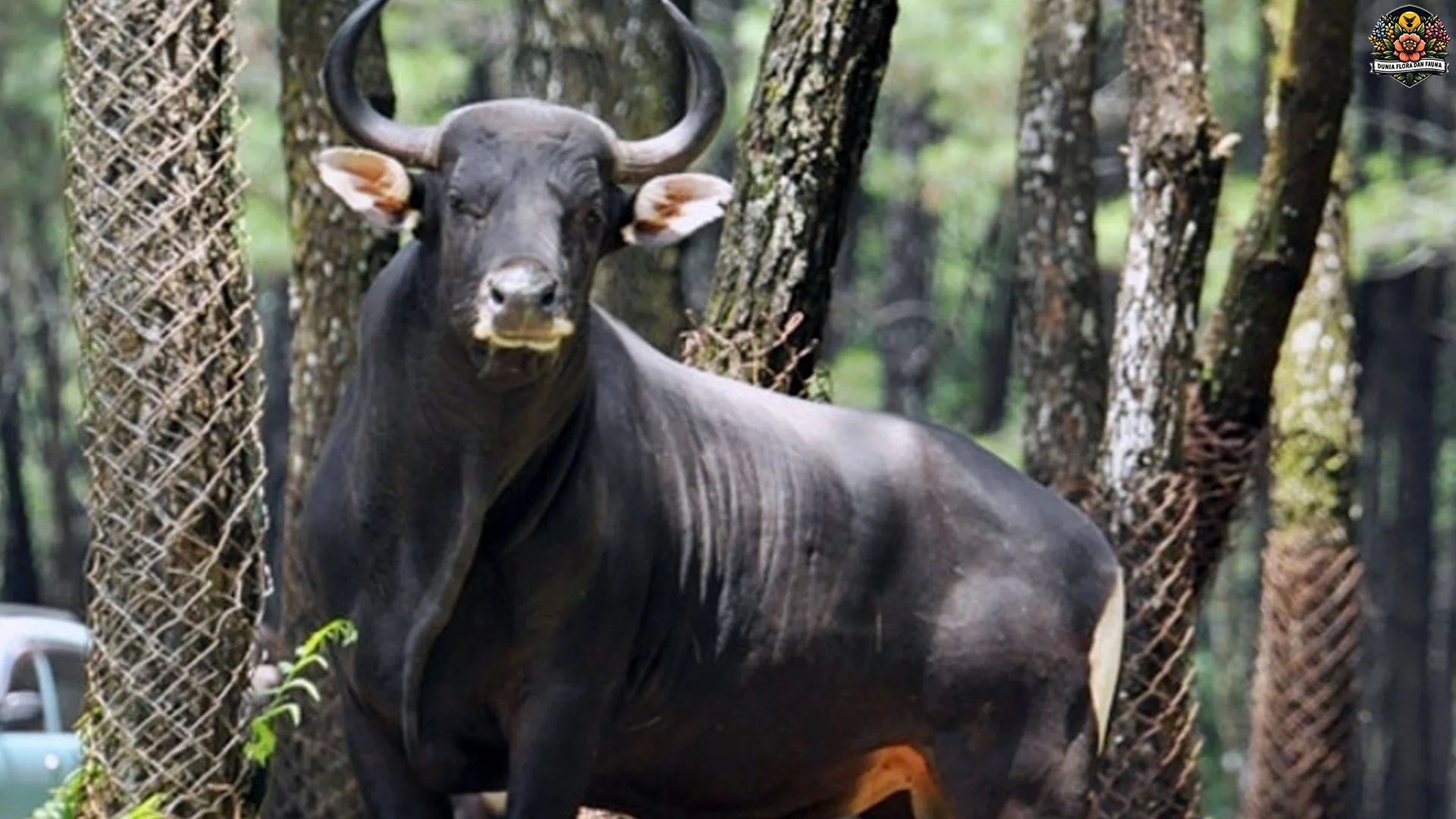 Mengamati Banteng Melintasi 4 Habitat Penuh Tantangan Alam