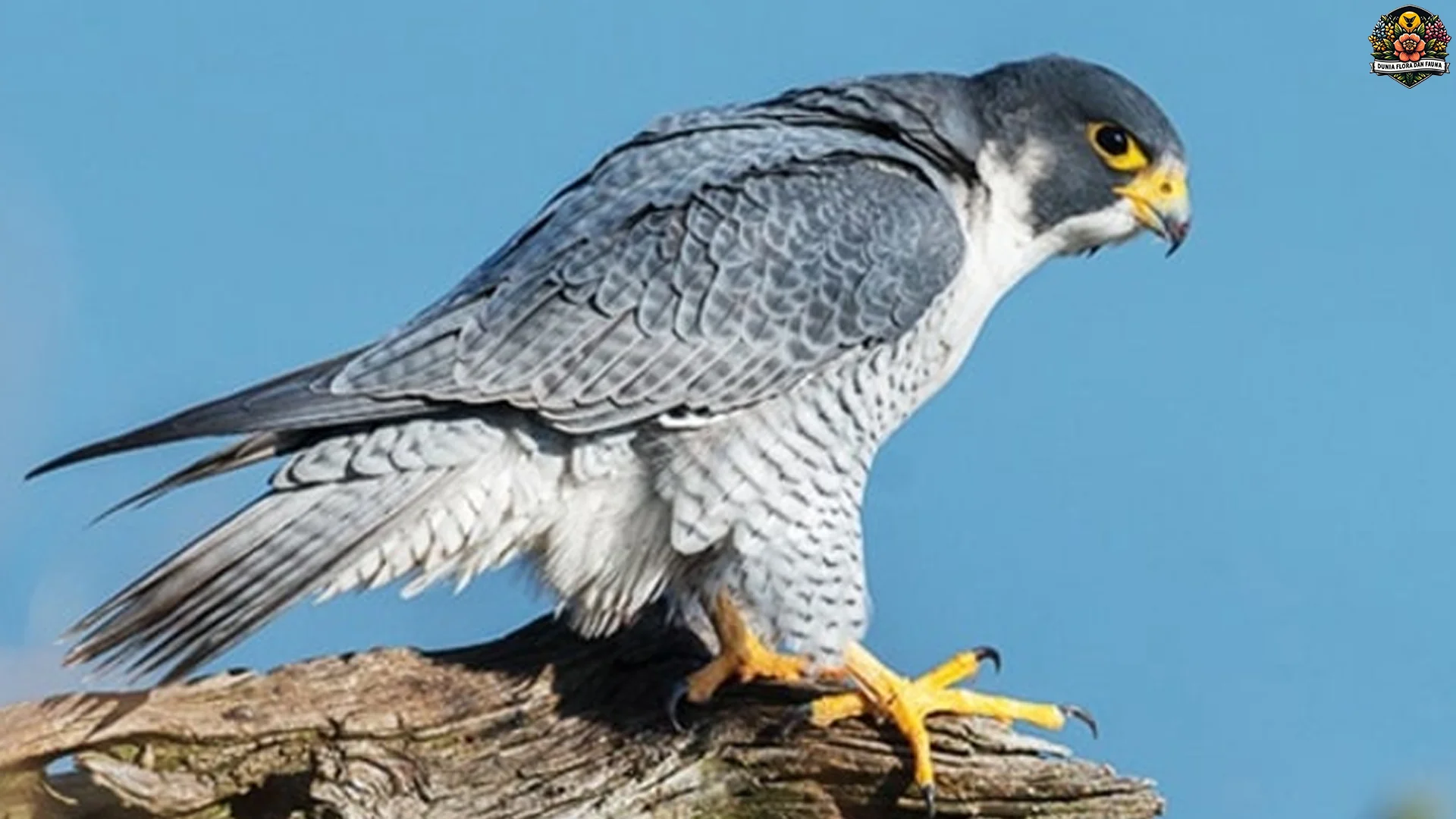 Falcon Memukau Dengan 4 Strategi Memburu Yang Efektif Di Alam Liar