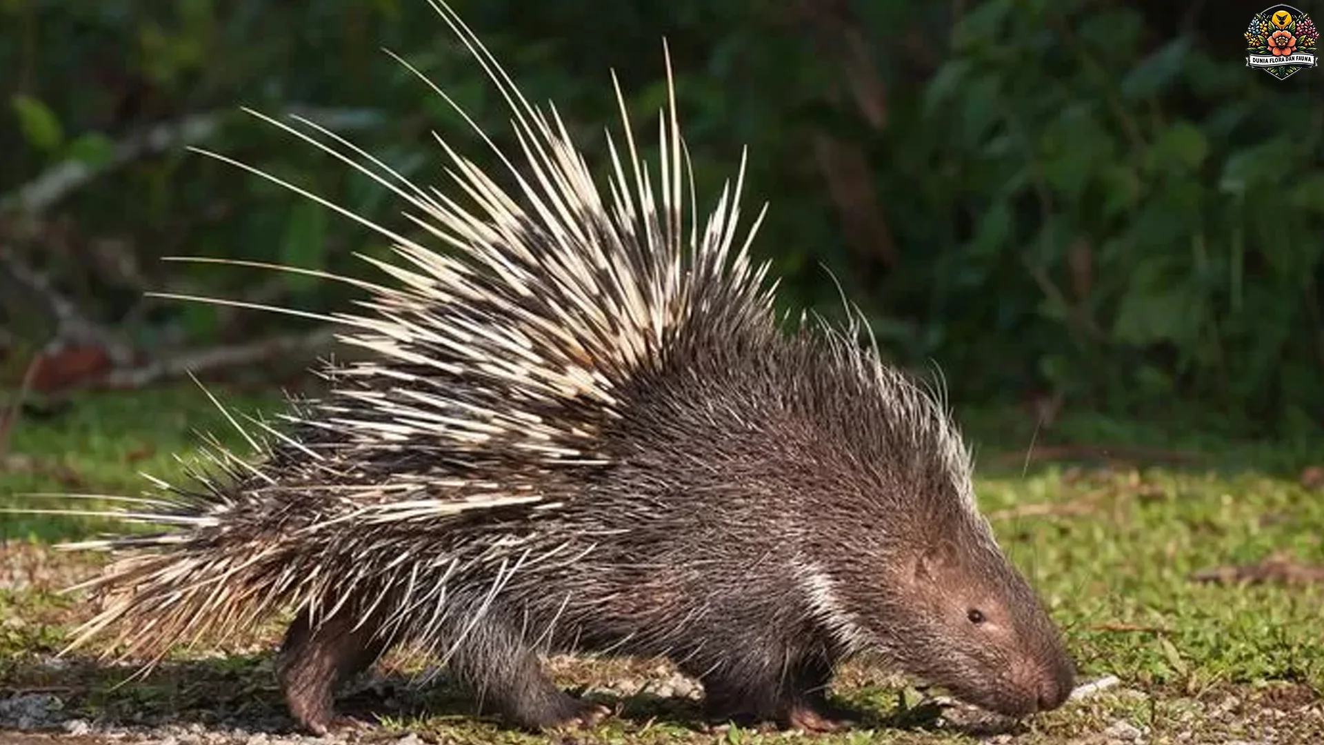 Landak Jawa Memperlihatkan 5 Kebiasaan Menarik Di Alam Bebas
