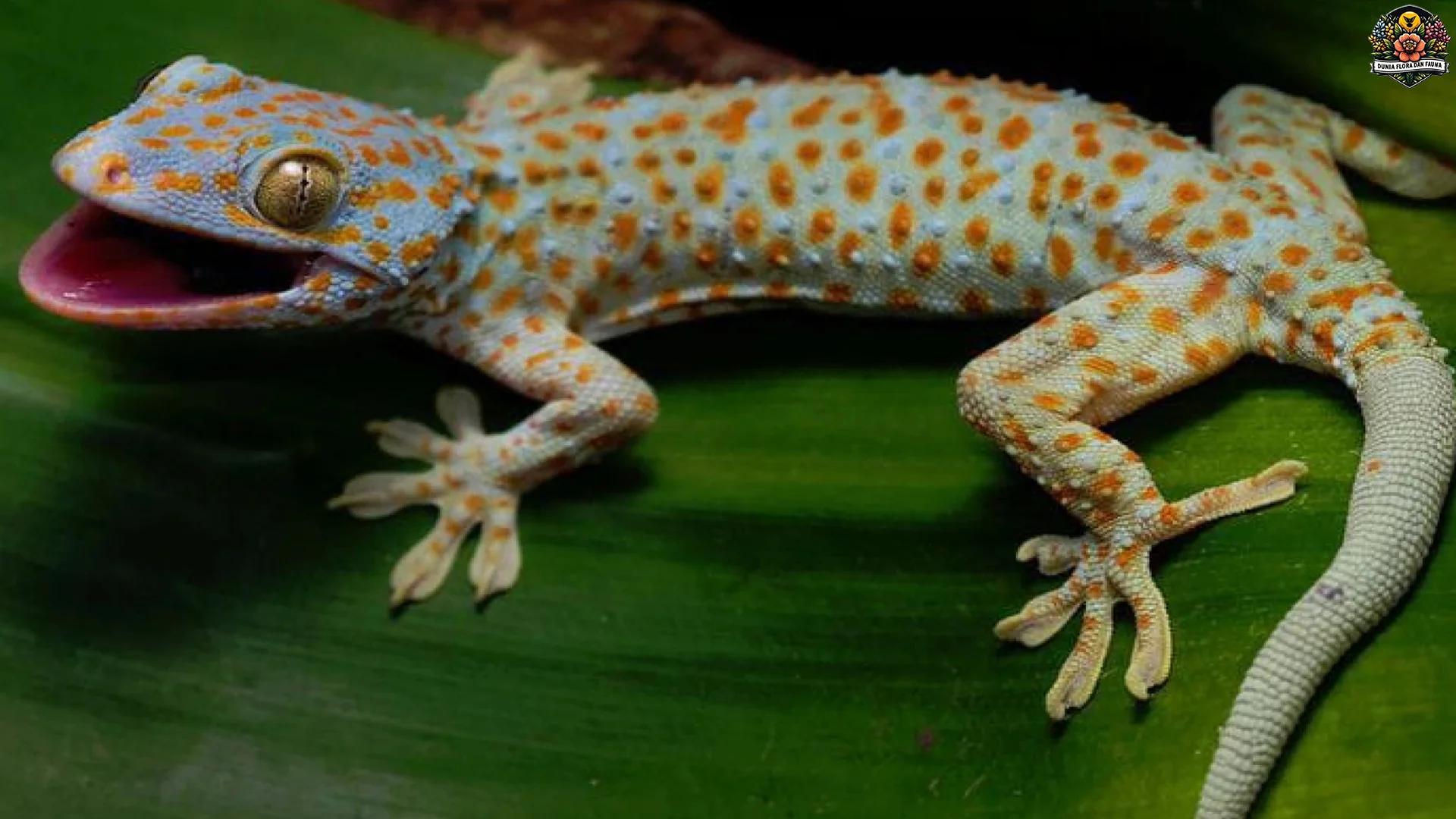 Tokek 4 Fakta Penting Tentang Evolusi dan Jenis Tokek di Dunia