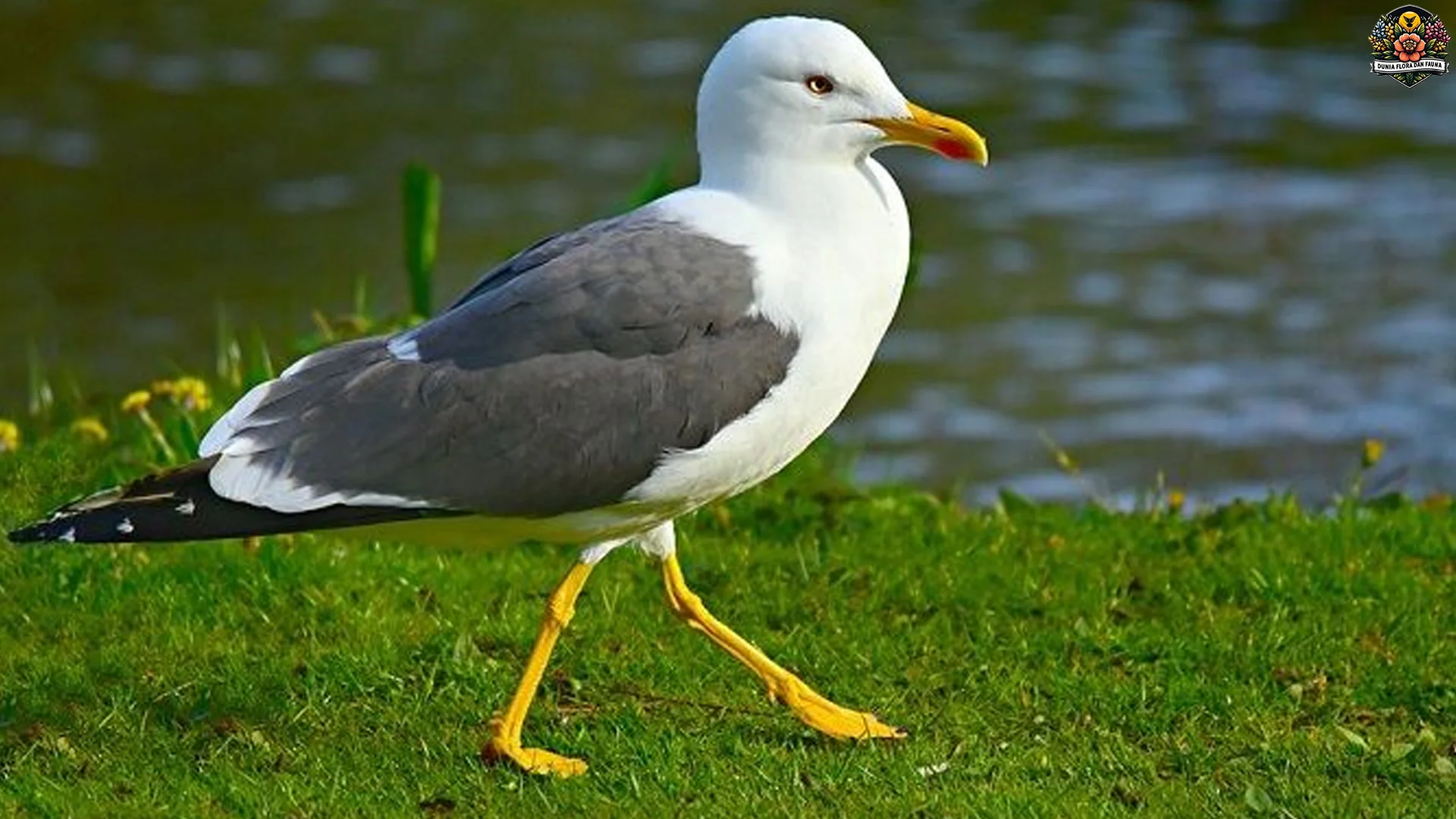 5 Bukti Burung Camar Yang Membuatnya Menarik Untuk Diamati 2 5 Bukti Burung Camar Yang Membuatnya Menarik Untuk Diamati