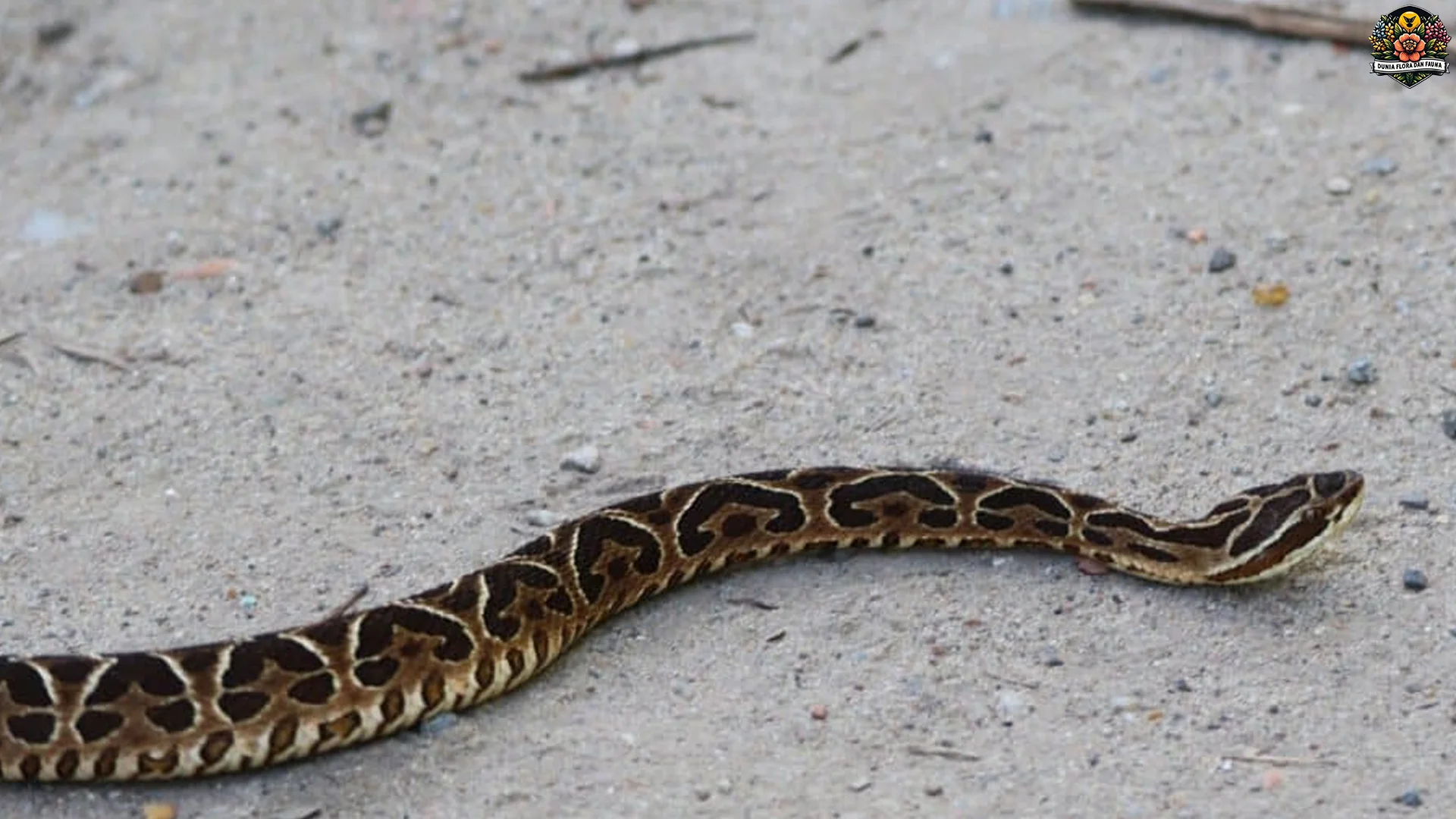 Hewan Ular Yarara Evolusi dan 5 Perilaku Predator Berbisa