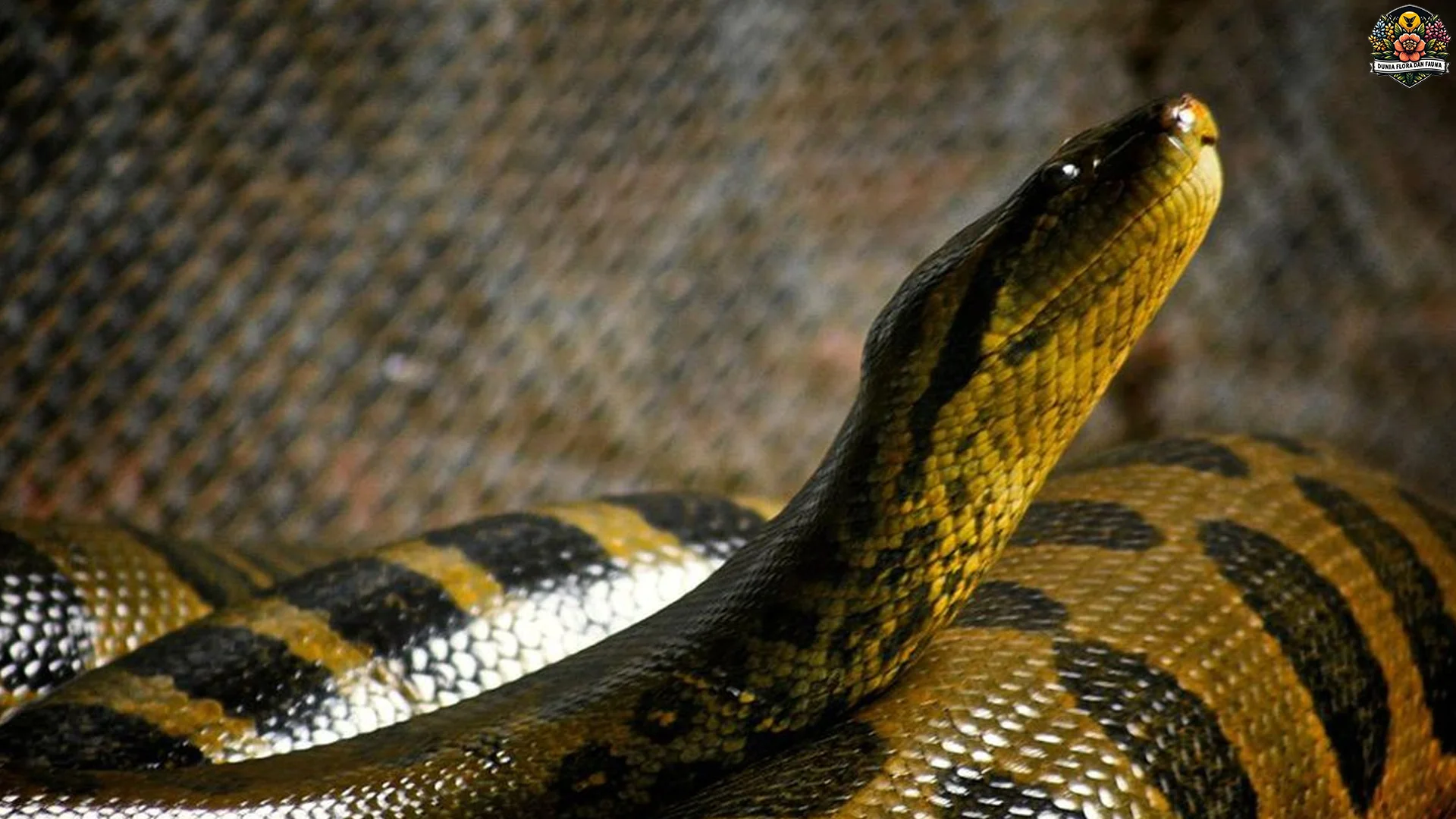 5 Bukti Hewan Ular Anakonda Jadi Predator Paling Menakutkan di Alam